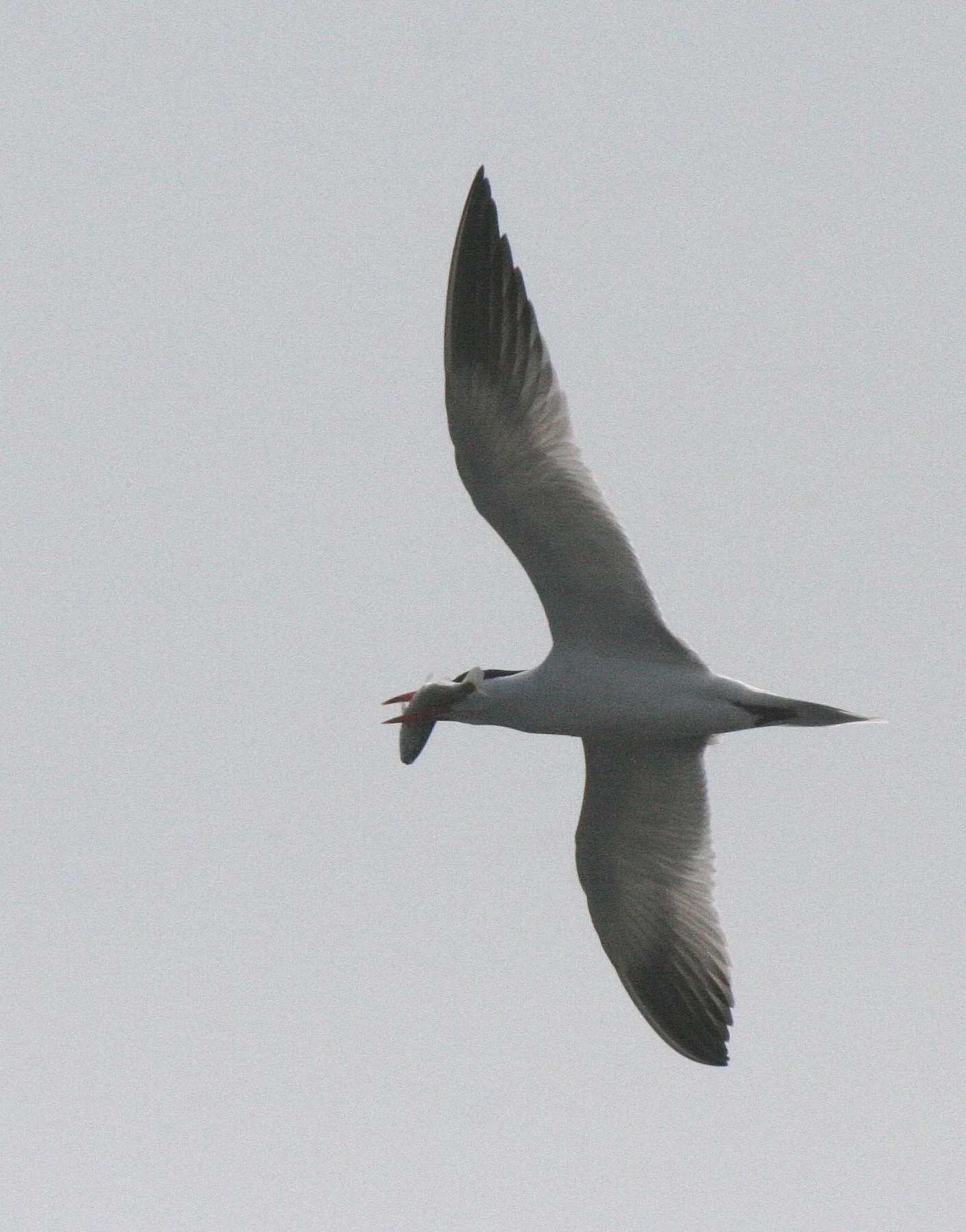 BIRD - TERN - CASPIAN TERN - ELWHA RIVER MOUTH WA (20).JPG