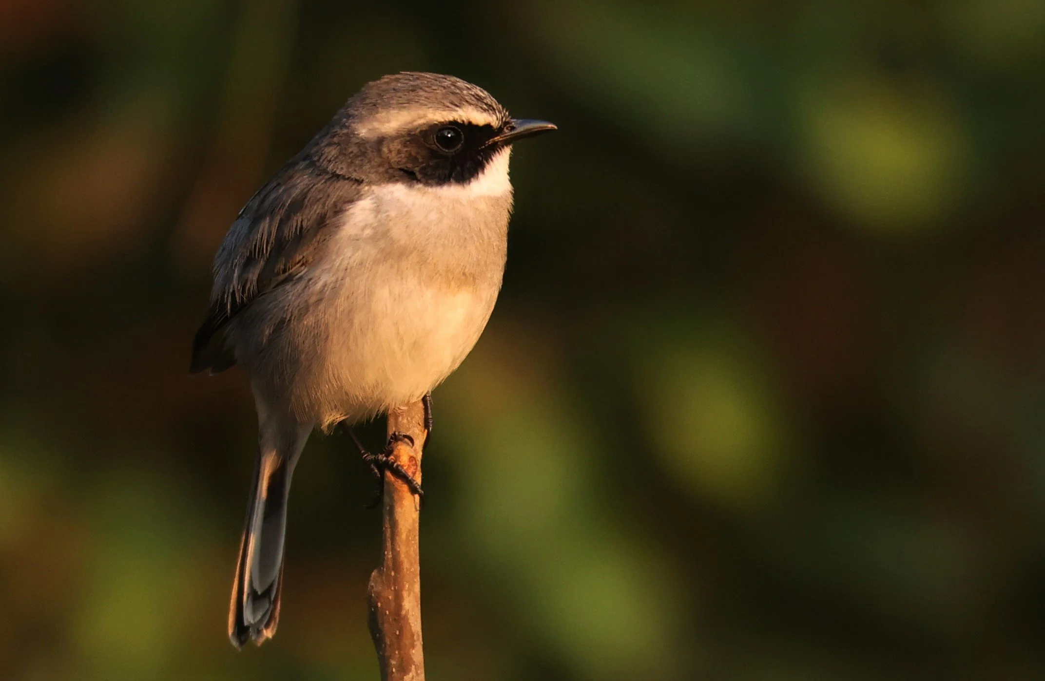 BUSH CHAT - GREY BUSH CHAT - Saxicola ferreus - DOI SAN JU (DOI LANG WEST) FEB 2022 (11).jpg