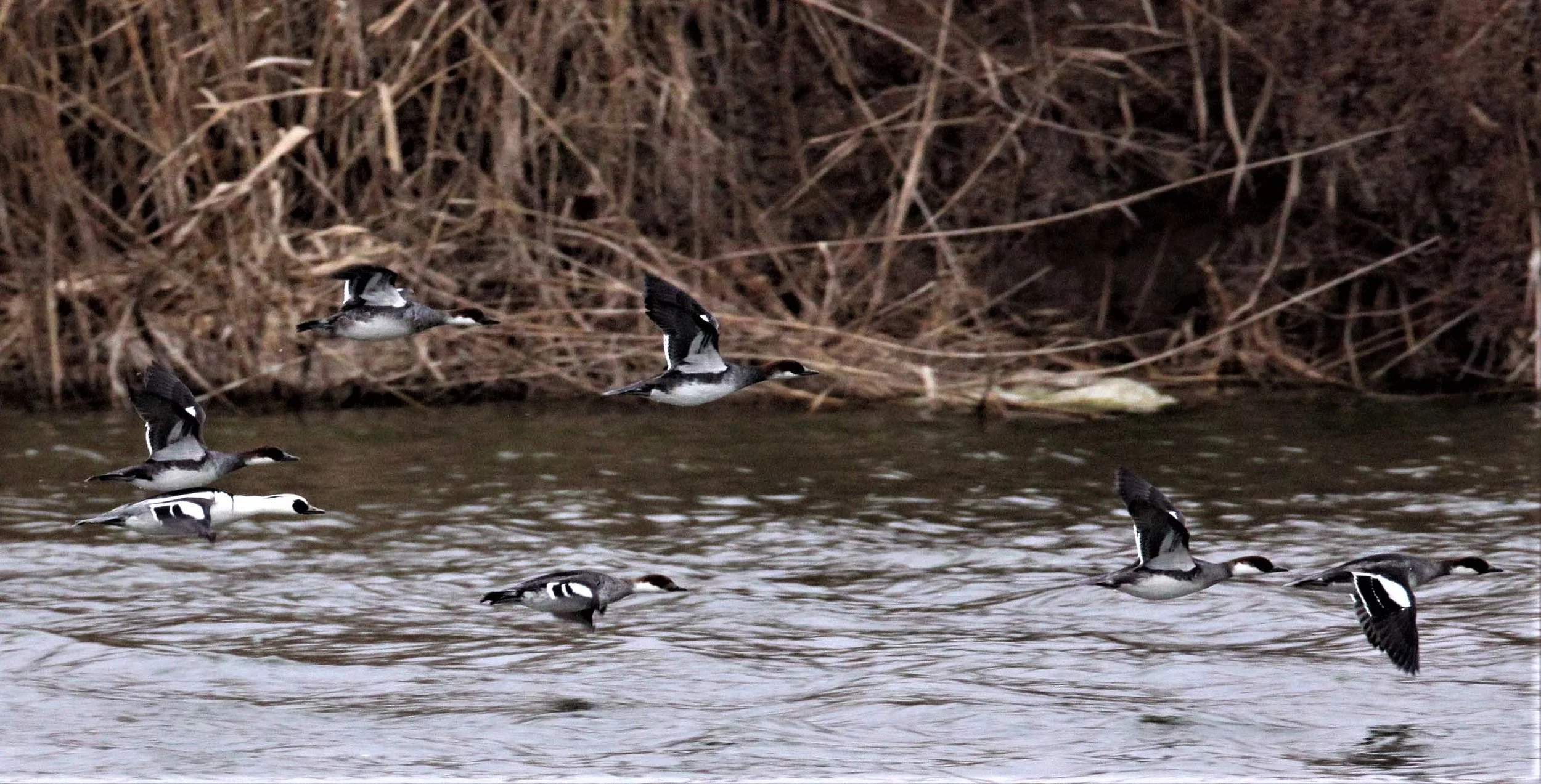 SMEW - Mergellus albellus - YANCHENG CHINA (8)select.jpg