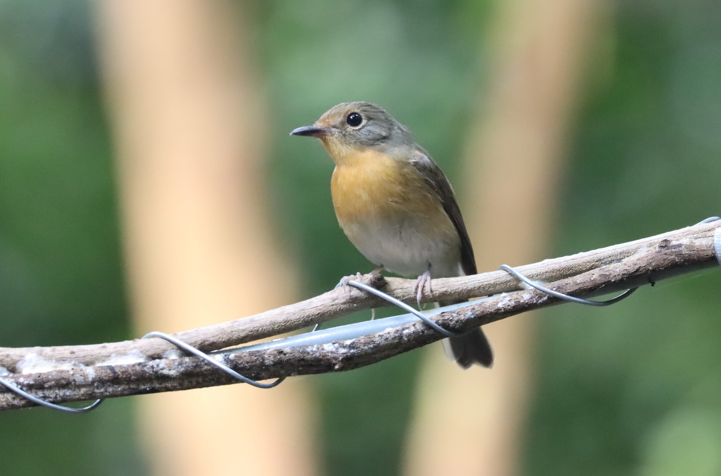 FLYCATCHER - LARGE BLUE FLYCATCHER - Cyornis magnirostris - WAT THAM PRATHUN CHONBURI (43).jpg