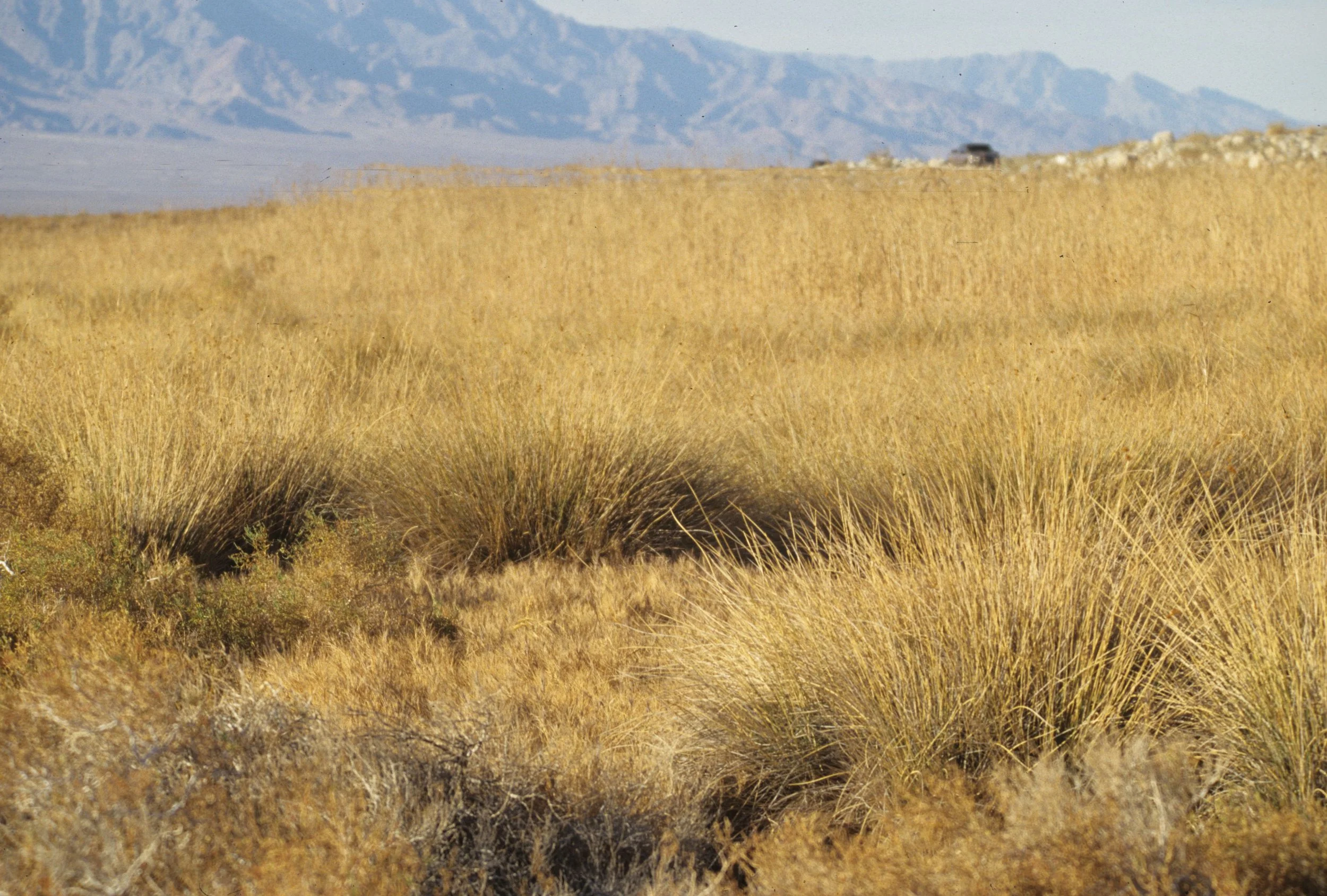DEATH VALLEY - GRASSLANDS ON OUTSKIRTS A.jpg