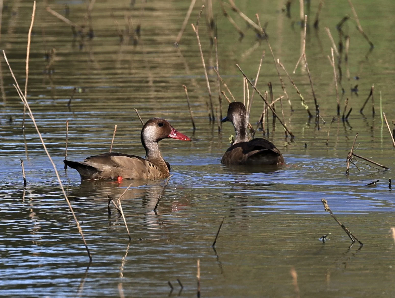 Brazilian Teal (Amazonetta brasiliensis) Agua Dulce Paraguay (5).jpg