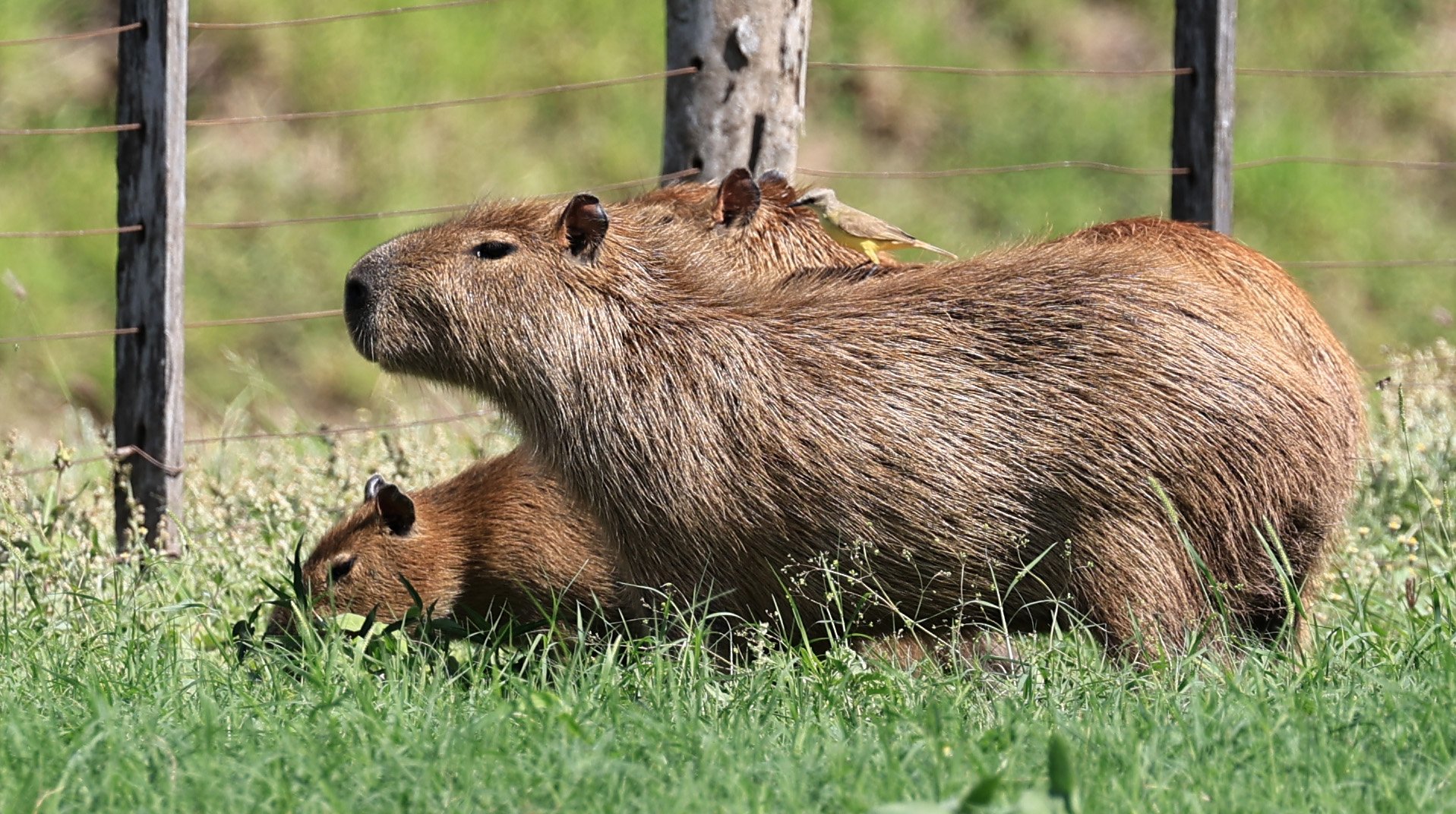 Capybara (Hydrochoerus hydrochaeris) Loma Plata Paraguay - Brunnen Strasse (16).jpg