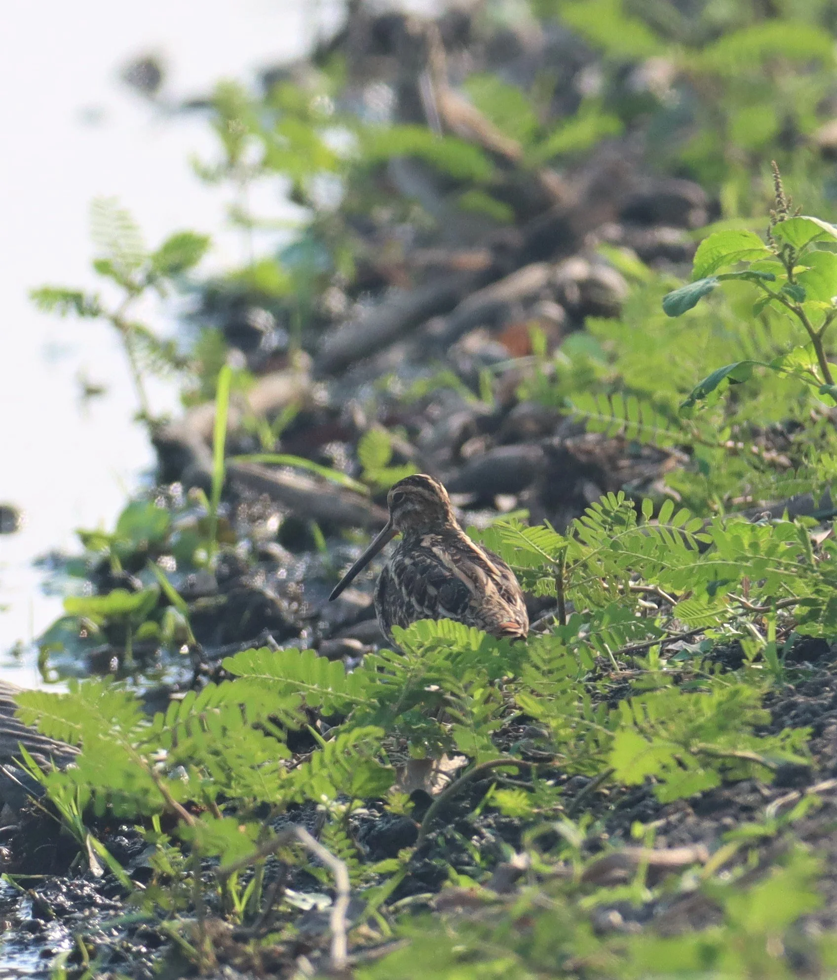 SNIPE - PINTAIL SNIPE - Gallinago stenura - BANG KHAEM WETLANDS NAKHON PATHOM (4).jpg