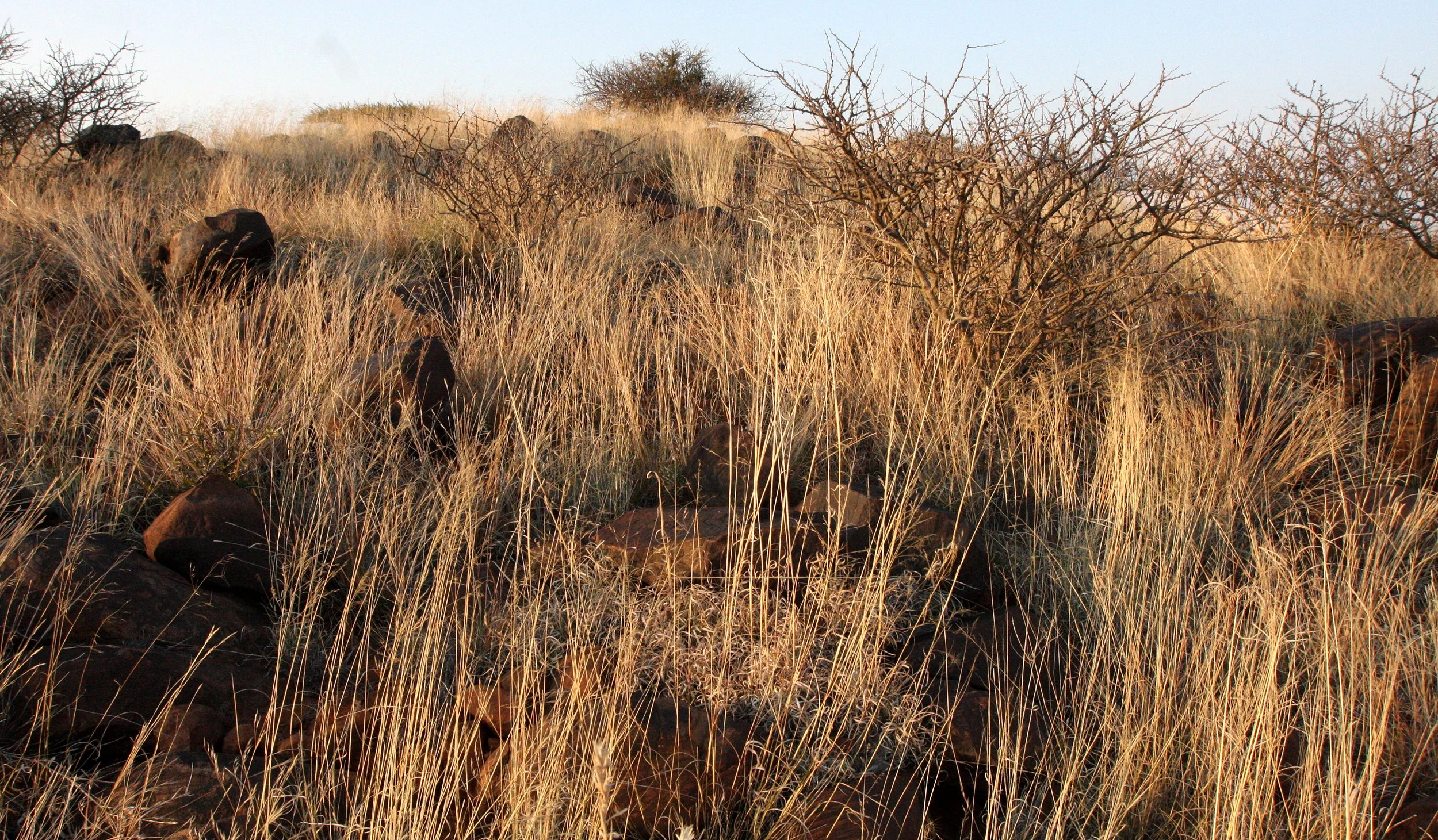 KIMBERLY DESERT MARRICK CAMP SOUTH AFRICA - VELD COMMUNITY.JPG