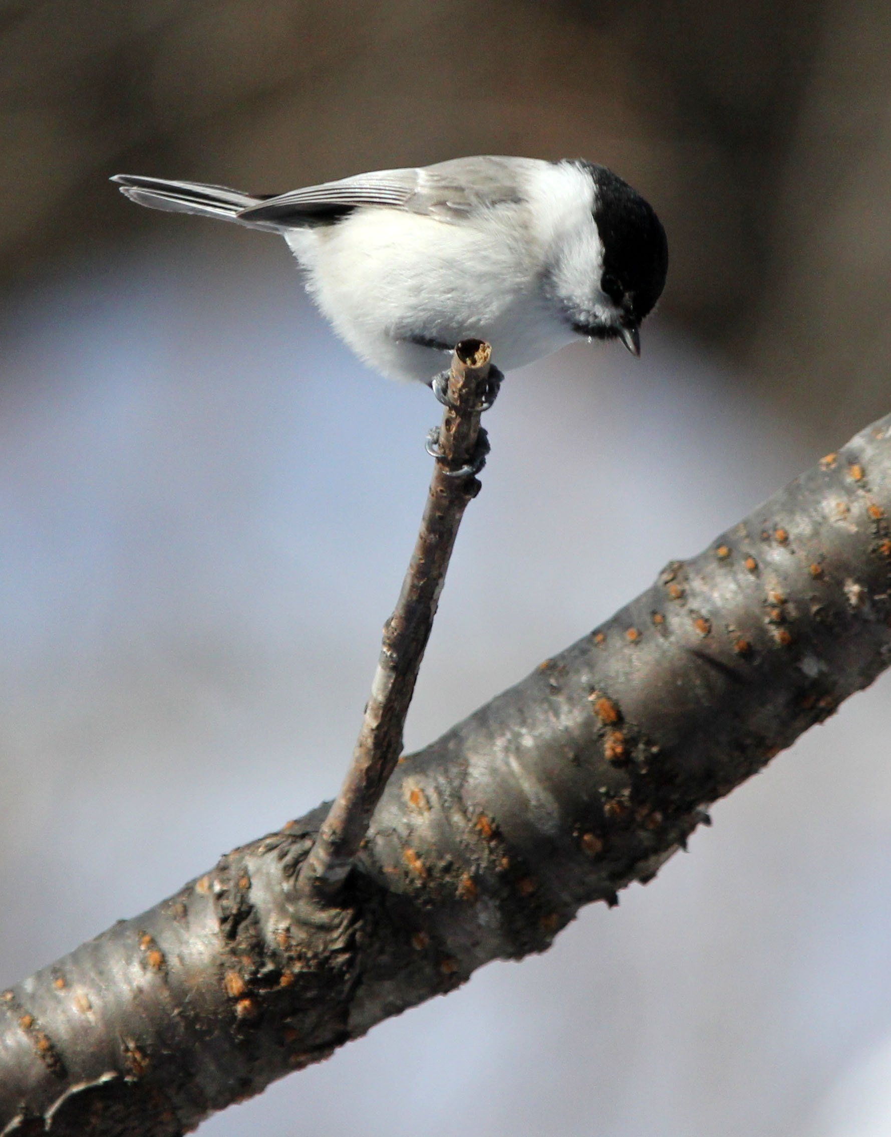 Willow Tit (Poecile montanus) Yoroushi Spa, Hokkaido Japan (9).JPG