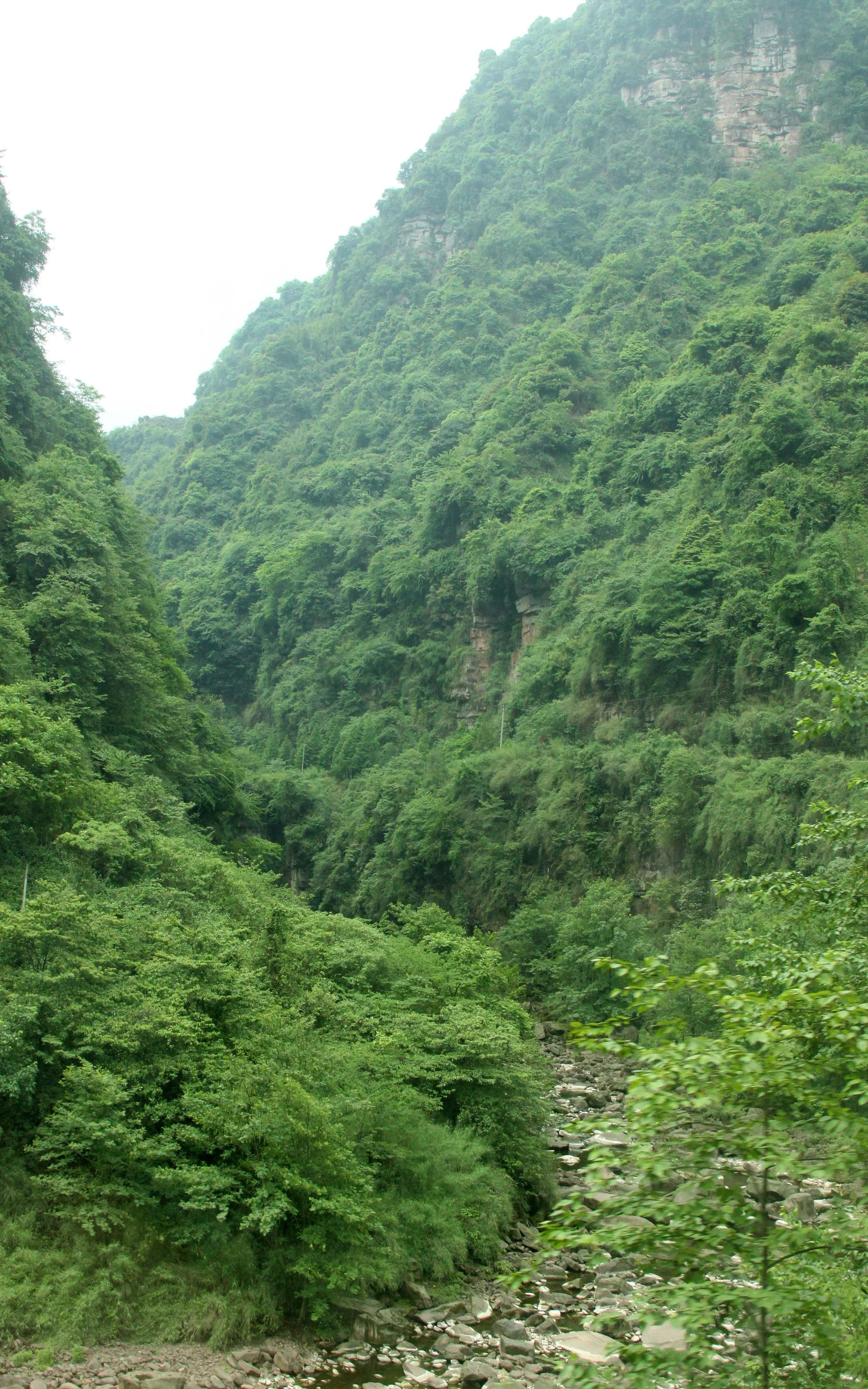 BIFENGXIA GORGE - SICHUAN CHINA (3).JPG