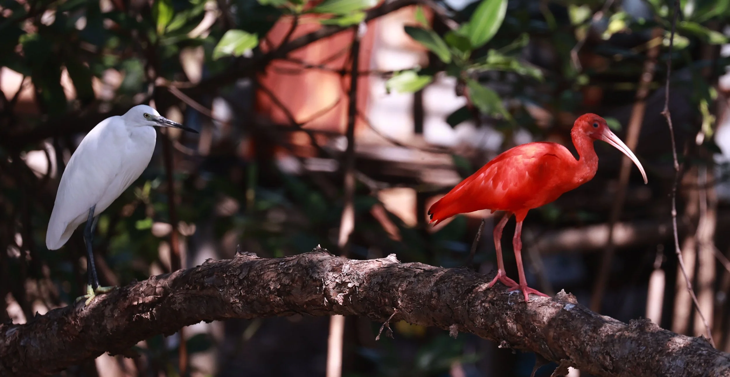 Ibis - Scarlet Ibis - Eudocimus ruber - 29 Songkaow Cafe, Chachoengsao Thailand (92).jpg