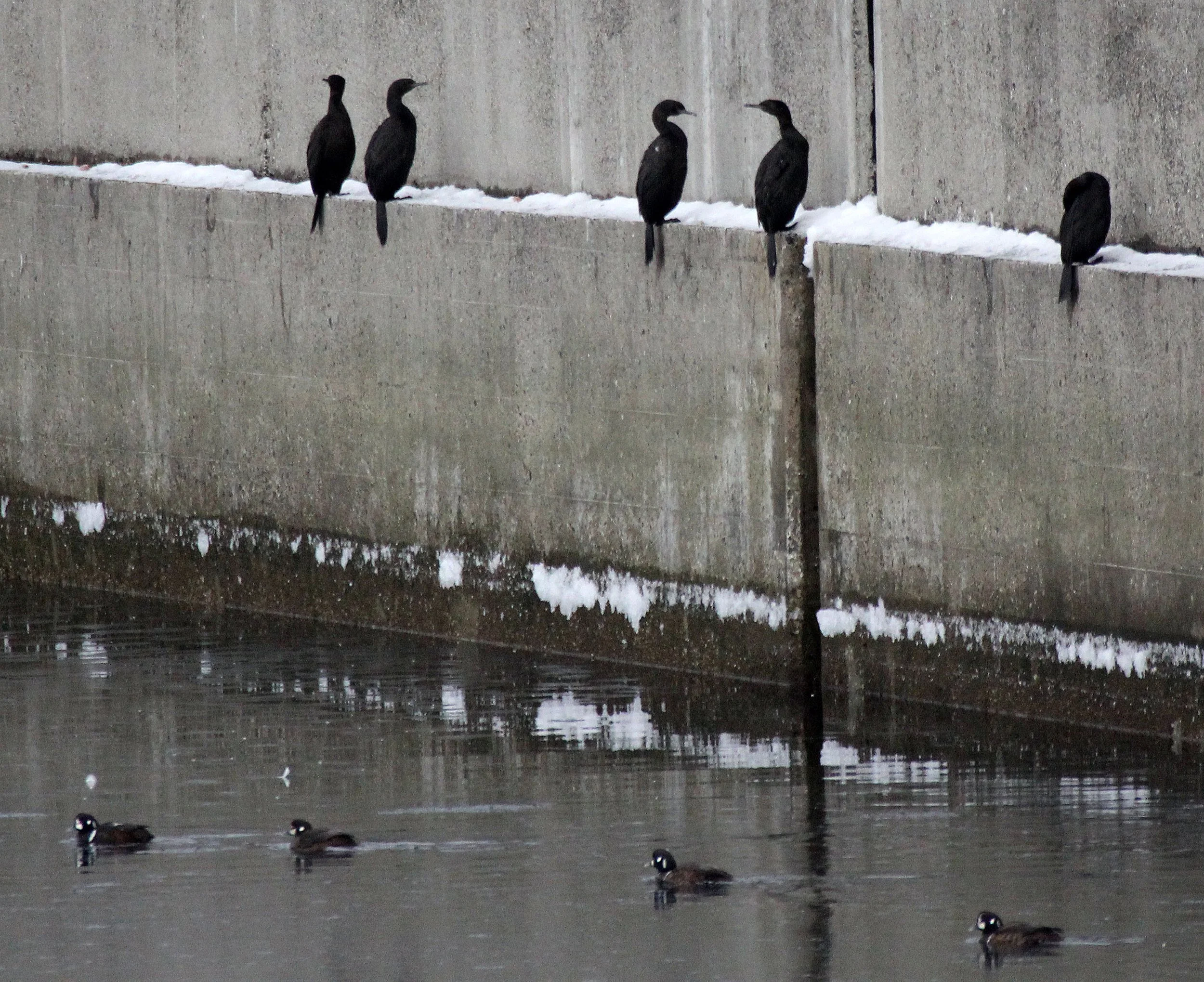 Urile pelagicus - Pelagic Cormorant - Rausu Japan, Shiretoko NP, Hokkaido (1).JPG