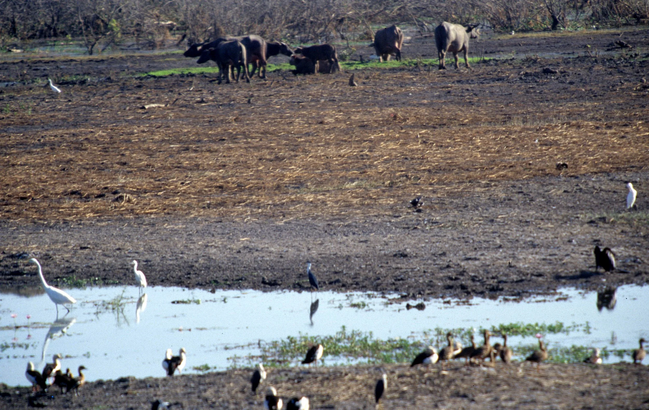 BOVID - WATER BUFFALO - FERREL - KAKADU A.jpg