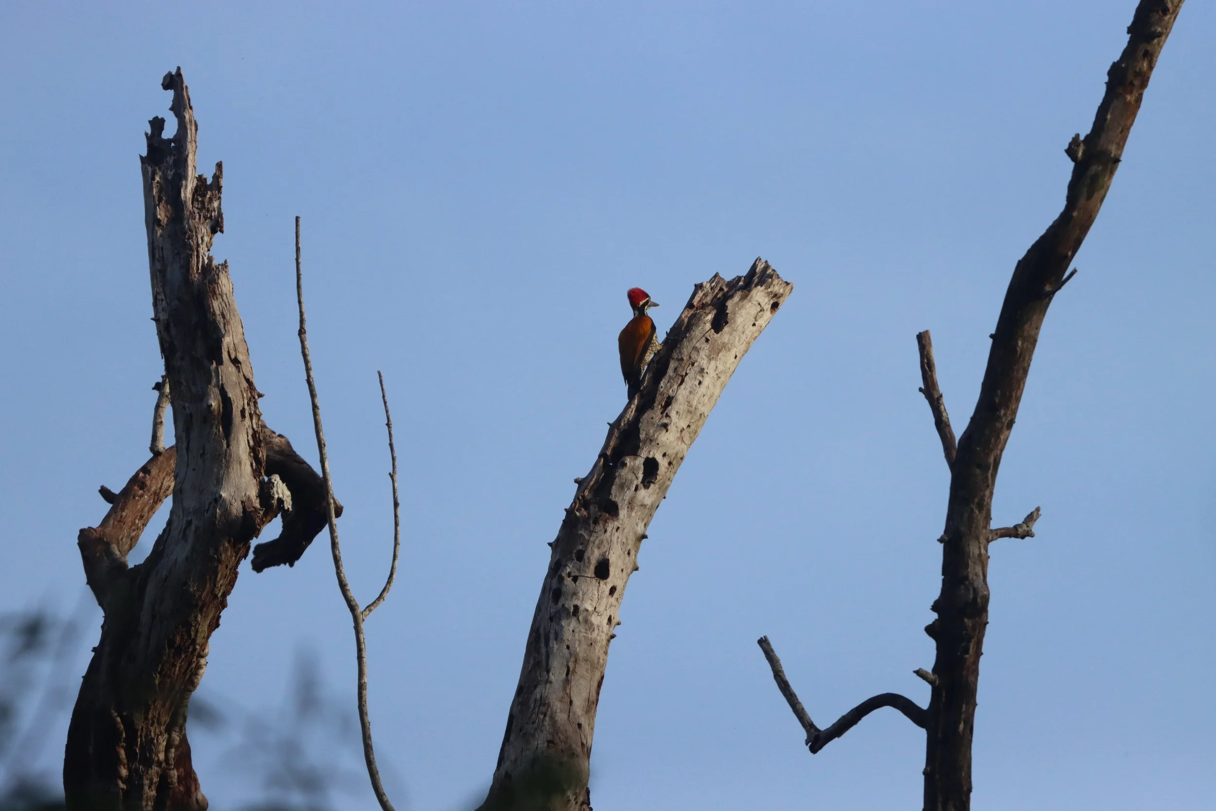 WOODPECKER - GREATER FLAMEBACK - Chrysocolaptes lucidus - KAENG KRACHAN NP THAILAND JUNE 2021 (4).JPG