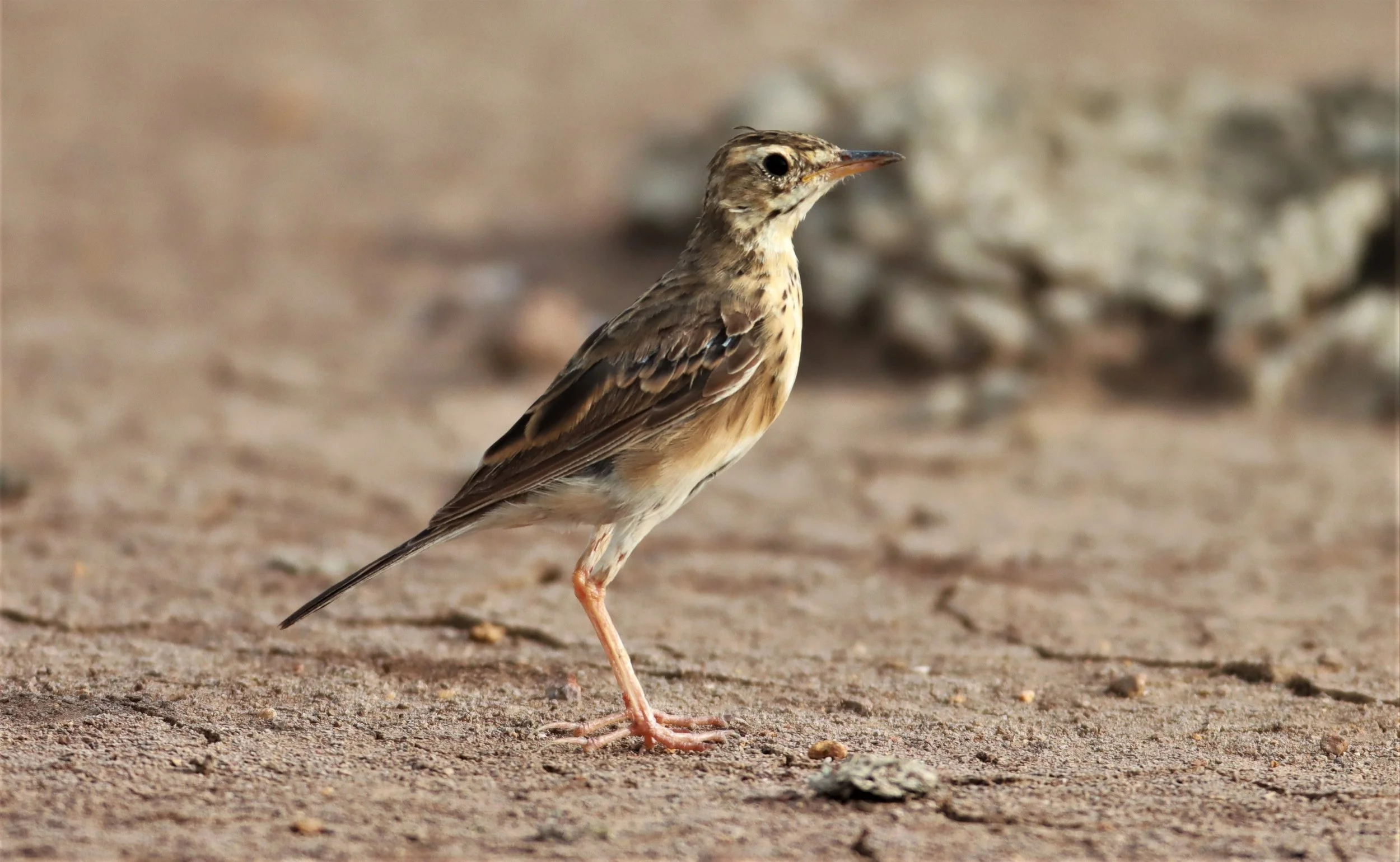 Paddyfield Pipit (Anthus rufulus) BANG KHAEM NAKHON PATHOM (3).jpg