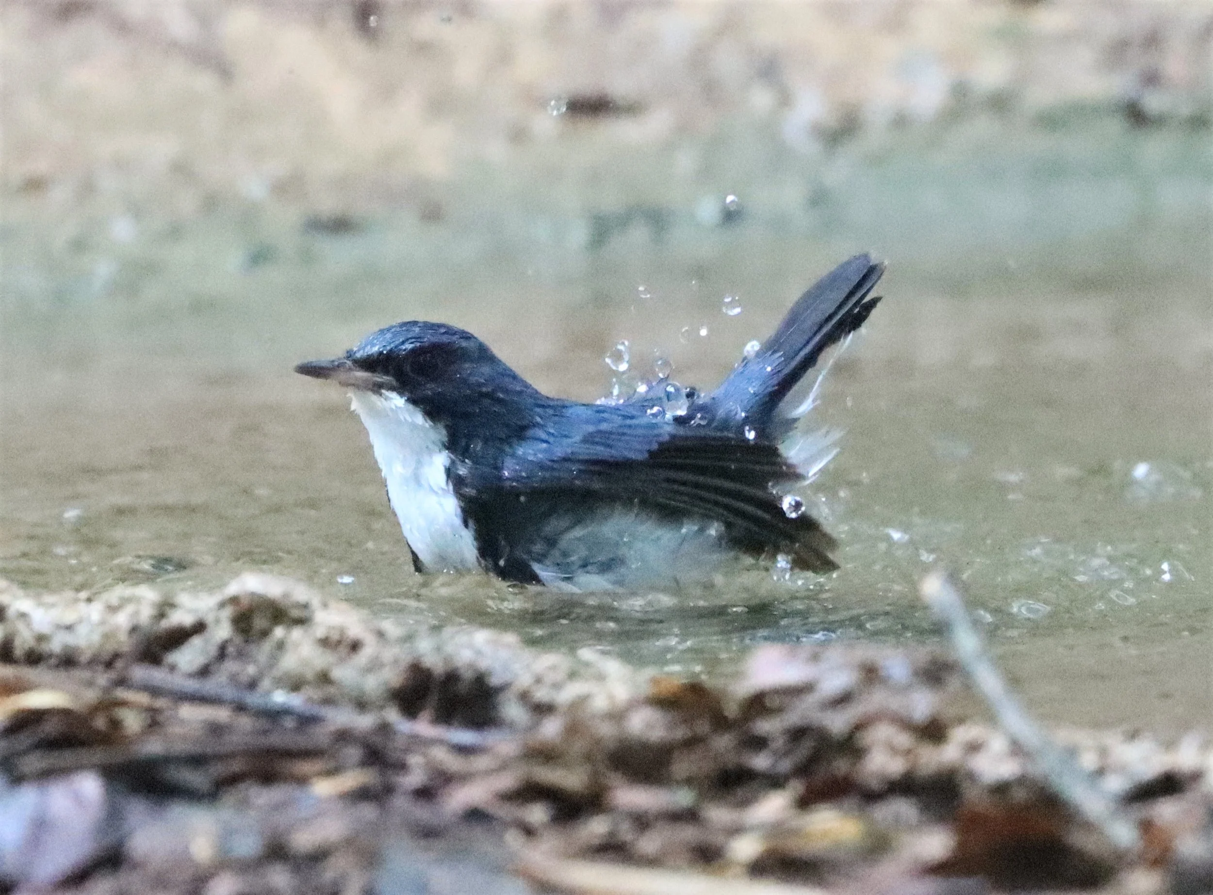 ROBIN - SIBERIAN BLUE ROBIN - Luscinia cyane - NEUNG HIDE, KAENG KRACHAN 2021 (13).jpg
