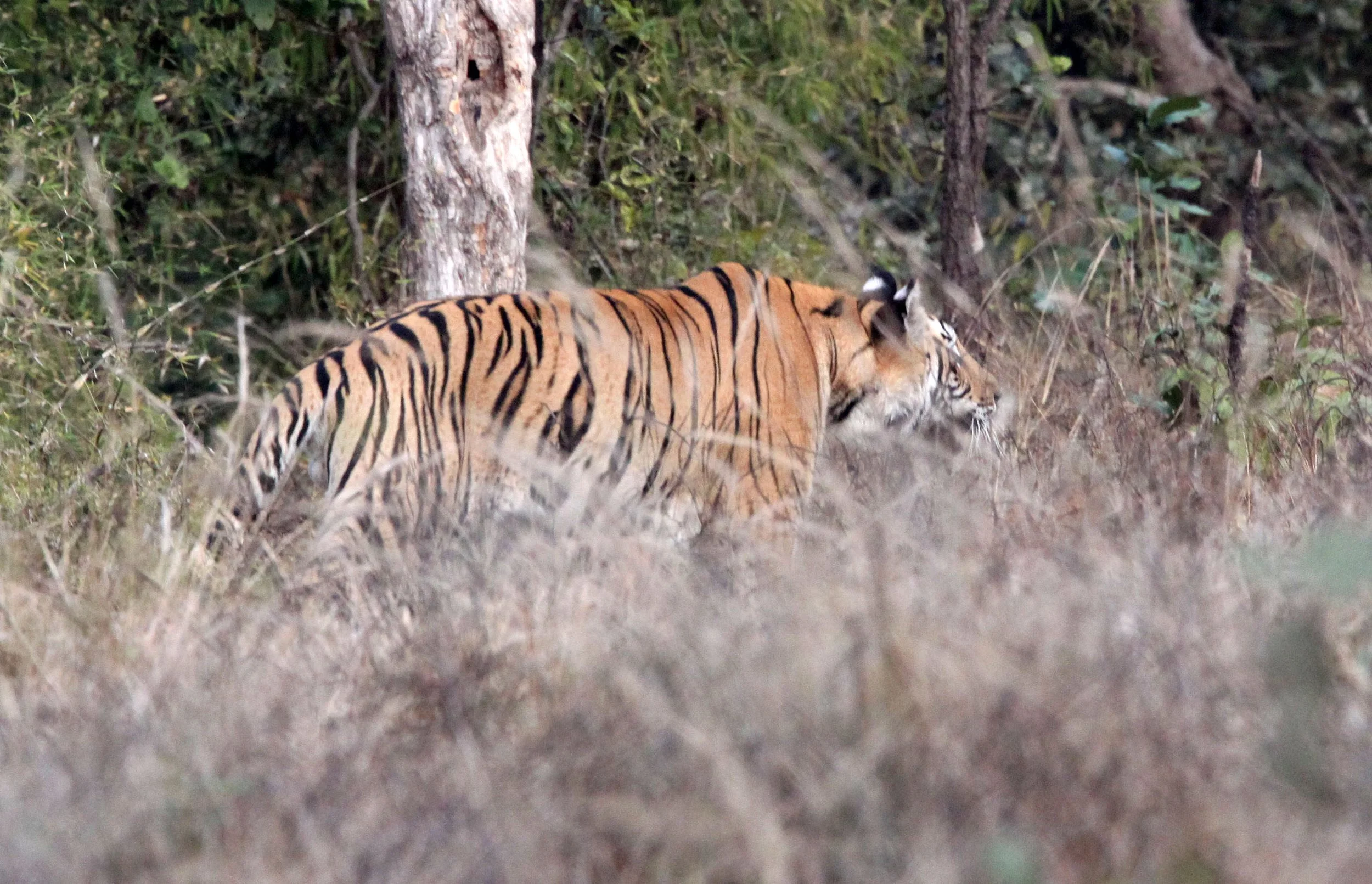 Panthera tigris tigris - BENGAL TIGER - BANDHAVGAR NATIONAL PARK MADHYA PRADESH INDIA (129).JPG