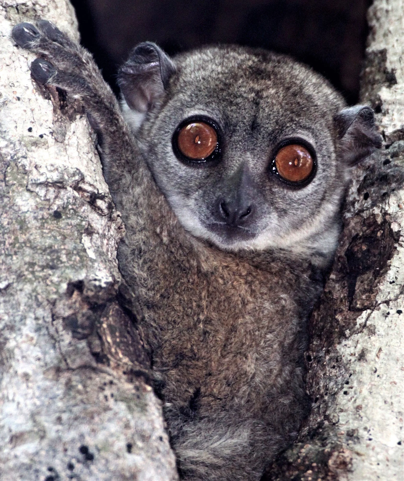 LEPILEMURIDAE - Lepilemur septentrionalis - SAHAFARY SPORTIVE LEMUR - ANKARANA NATIONAL PARK MADAGASCAR aa.jpg
