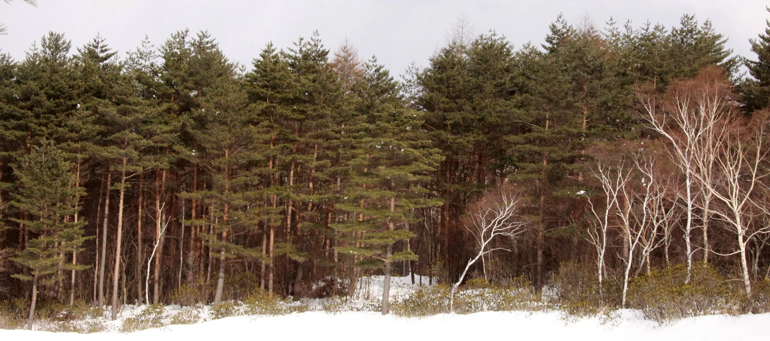 MOUNT ASAMA - JOSHIN'ETSUKOGEN NATIONAL PARK JAPAN (65).JPG