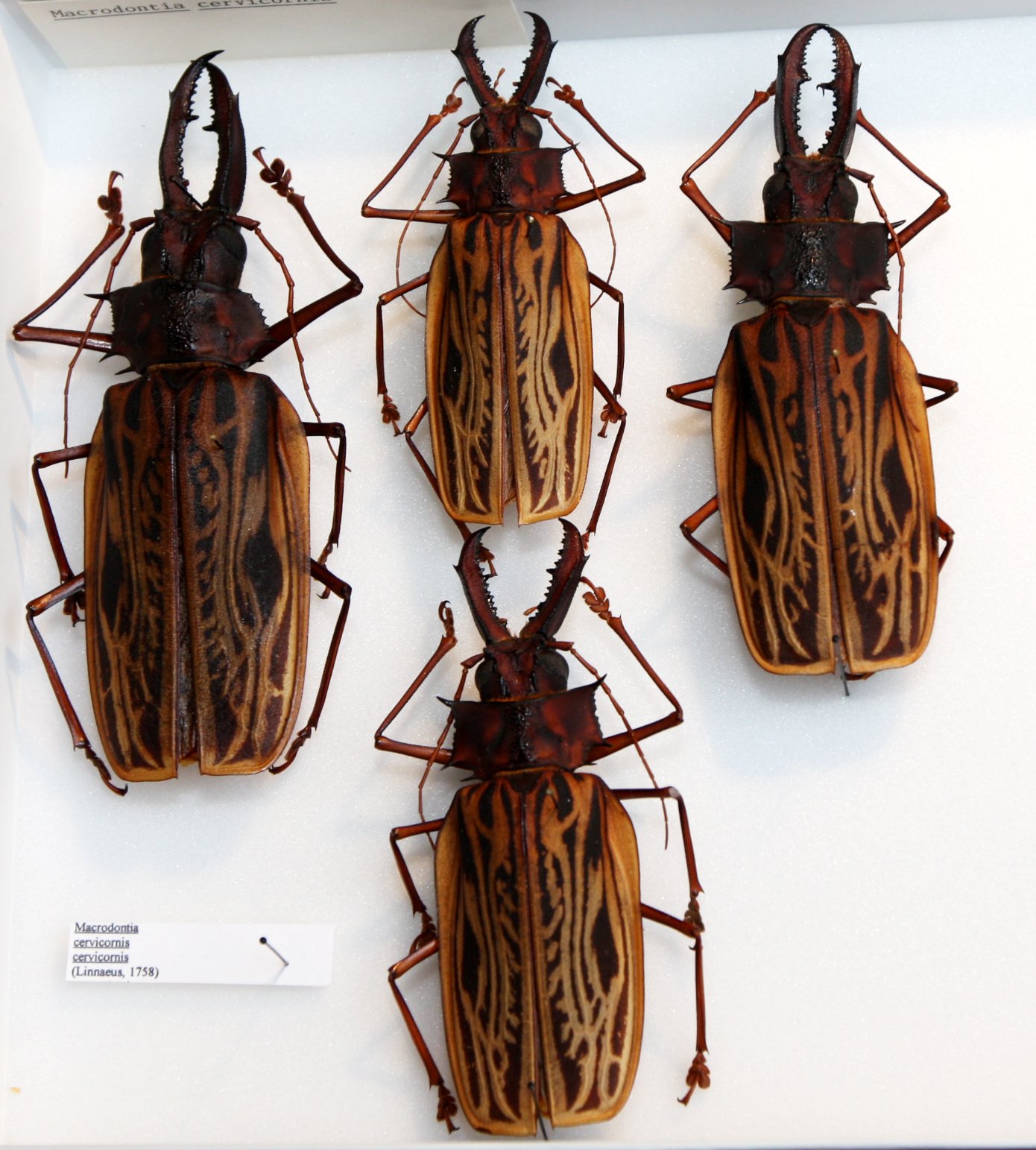 Prioninae 7  Macrodontia (2).JPG