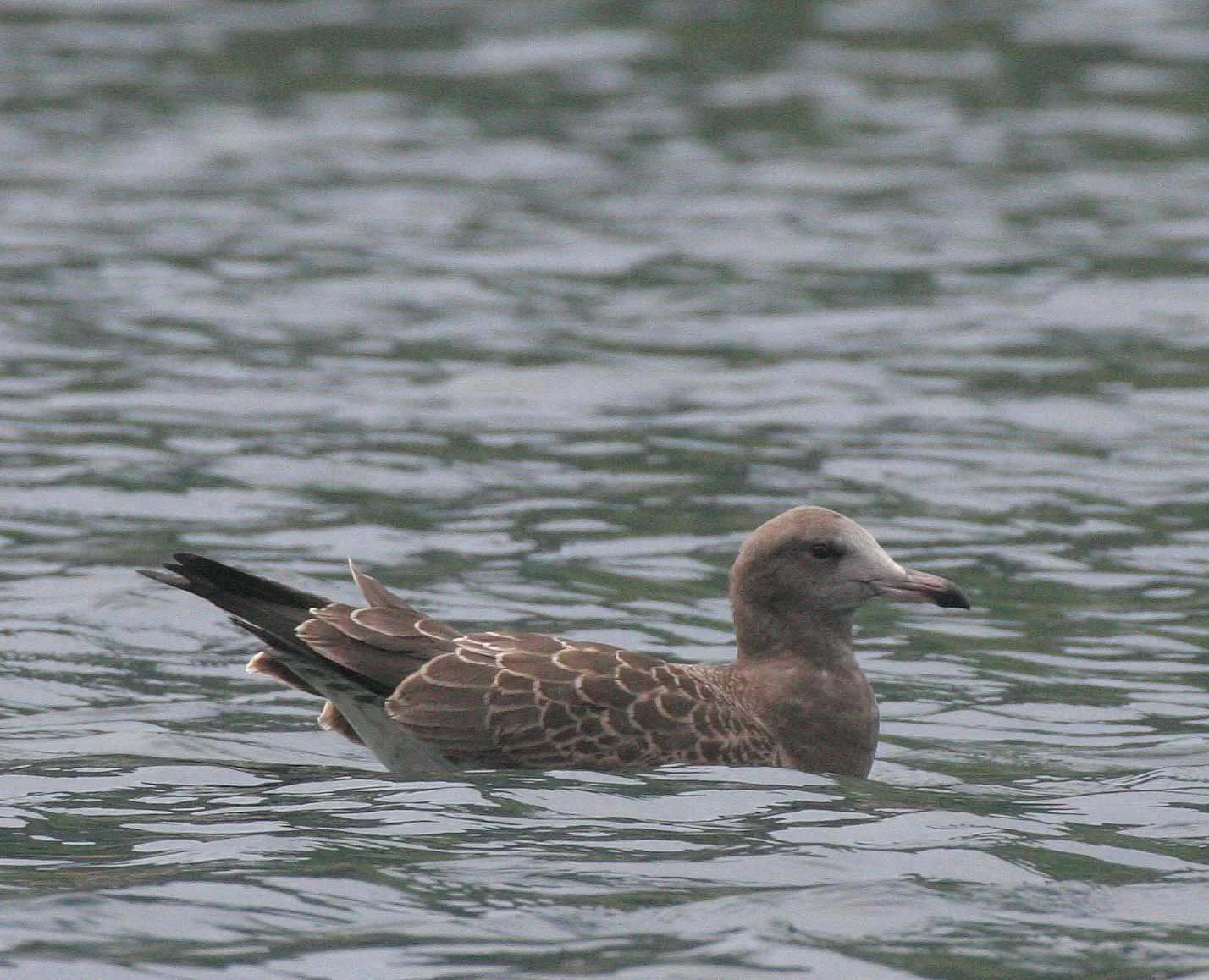 Cepphus carbo - SPECTACLED GUILLEMOT - MONERON ISLAND RUSSIA (31).jpg