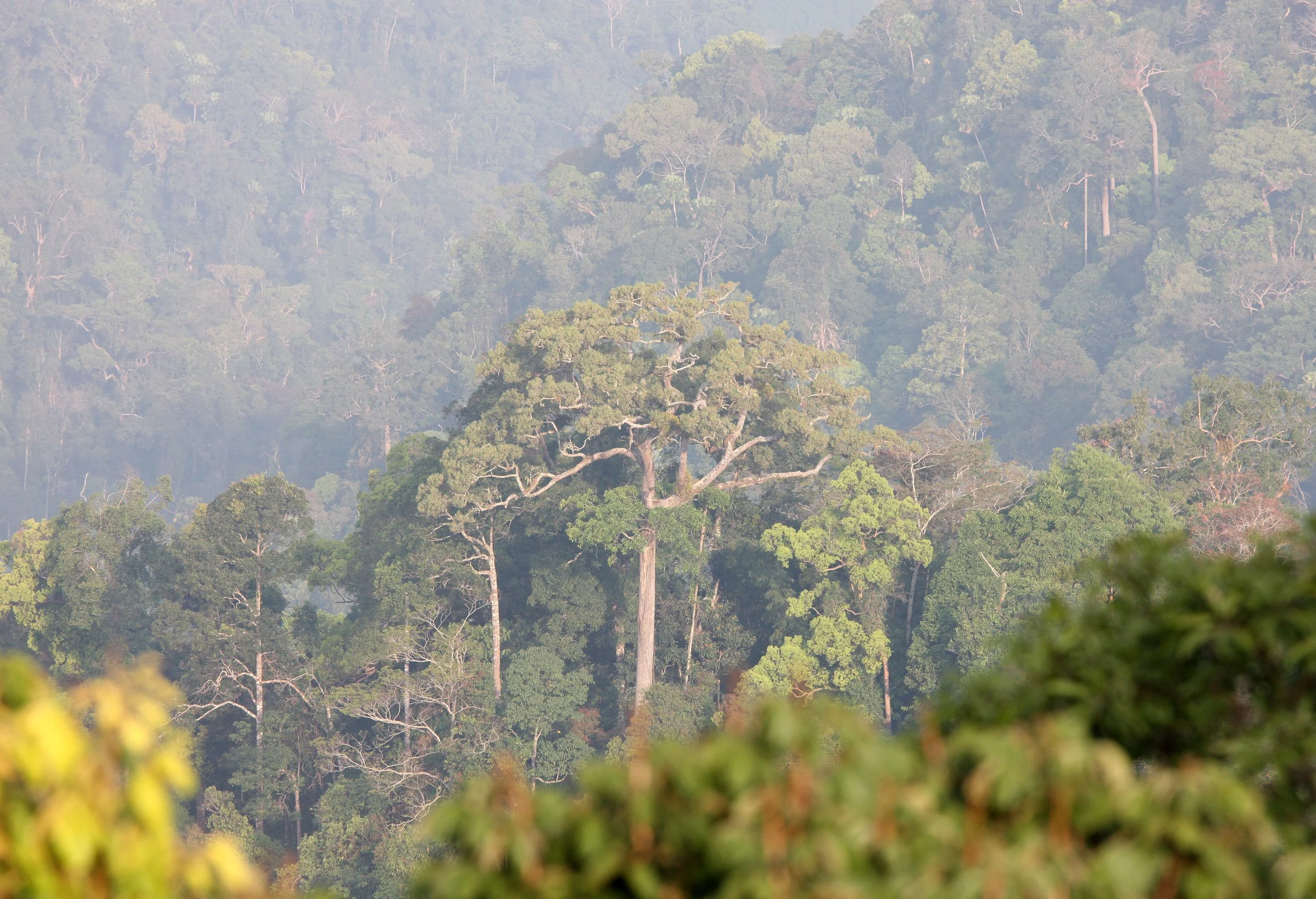 KAENG KRACHAN NP THAILAND - FOREST SCENES (32).JPG