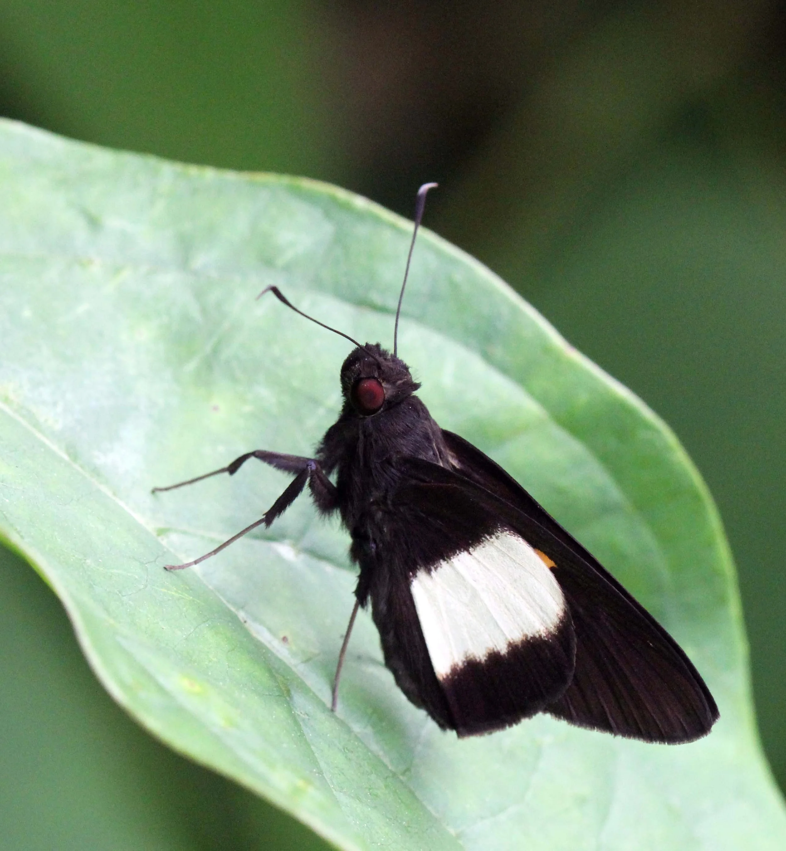 Hesperiidae - Unkana species - Koh Lanta, Thailand