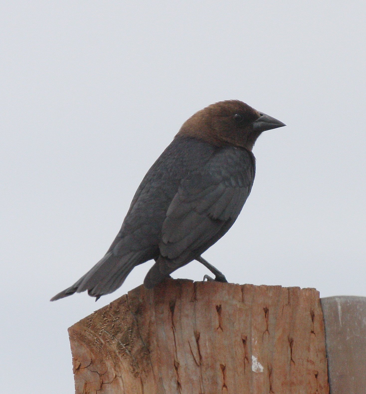 Brown-headed Cowbird (Molothrus ater) Dungeness Spit Washington (4).JPG