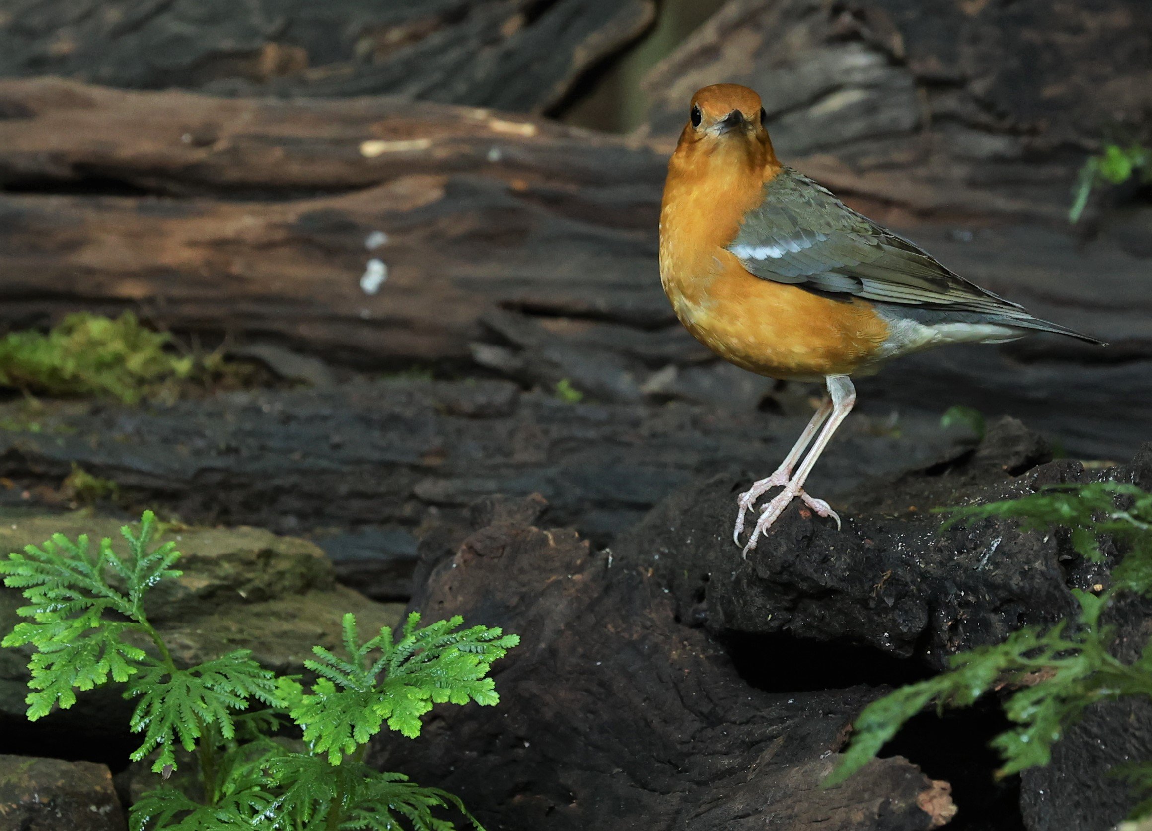 Orange-headed Thrush (Zoothera citrina) Nuy Hide Petchaburi near Kaeng Krachan NP (34).jpg
