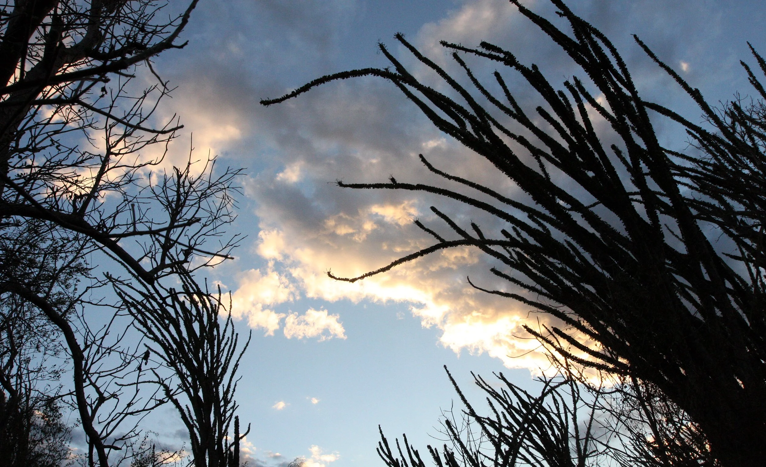 BERENTY RESERVE MADAGASCAR - SUNSET OVER THE SPINY FOREST (7).JPG