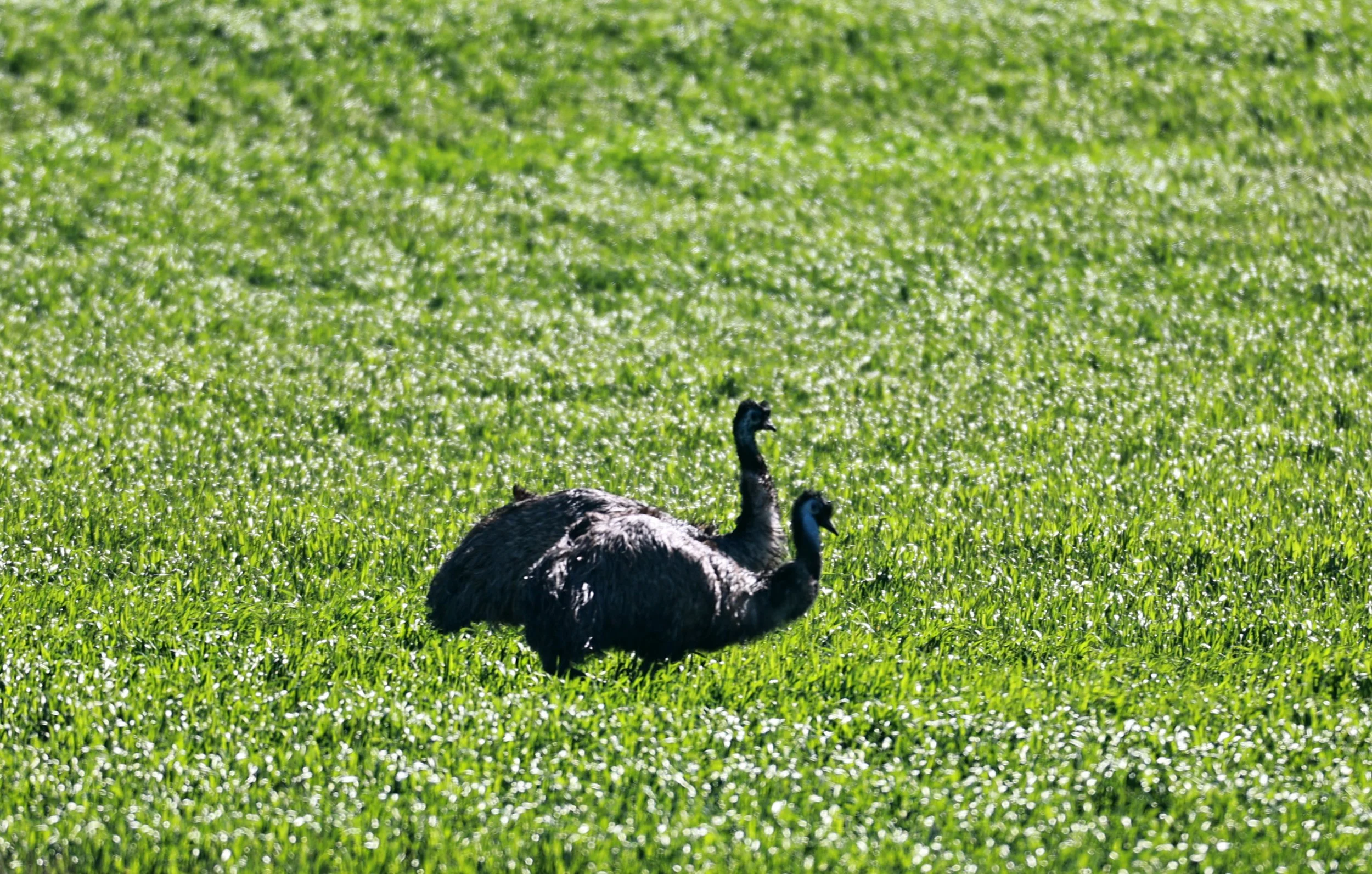 Emu (Dromaius novaehollandiae) Stirling Range NP - Western Australia (30).jpg