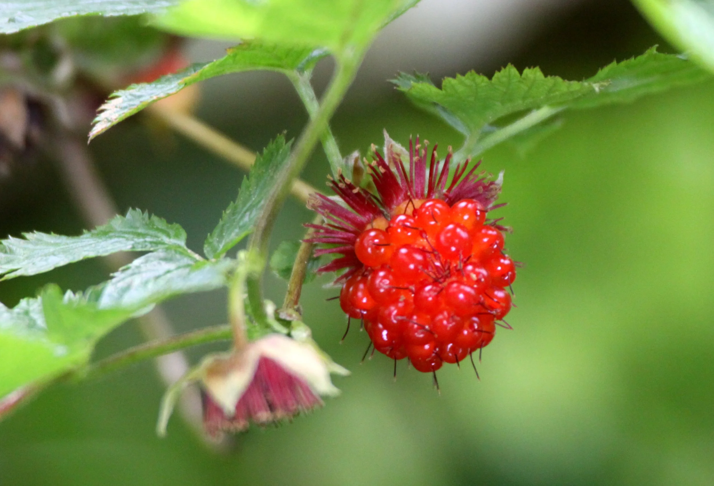 ROSACEAE - SALMON BERRY - THOMPSON SOUND BC (2).JPG