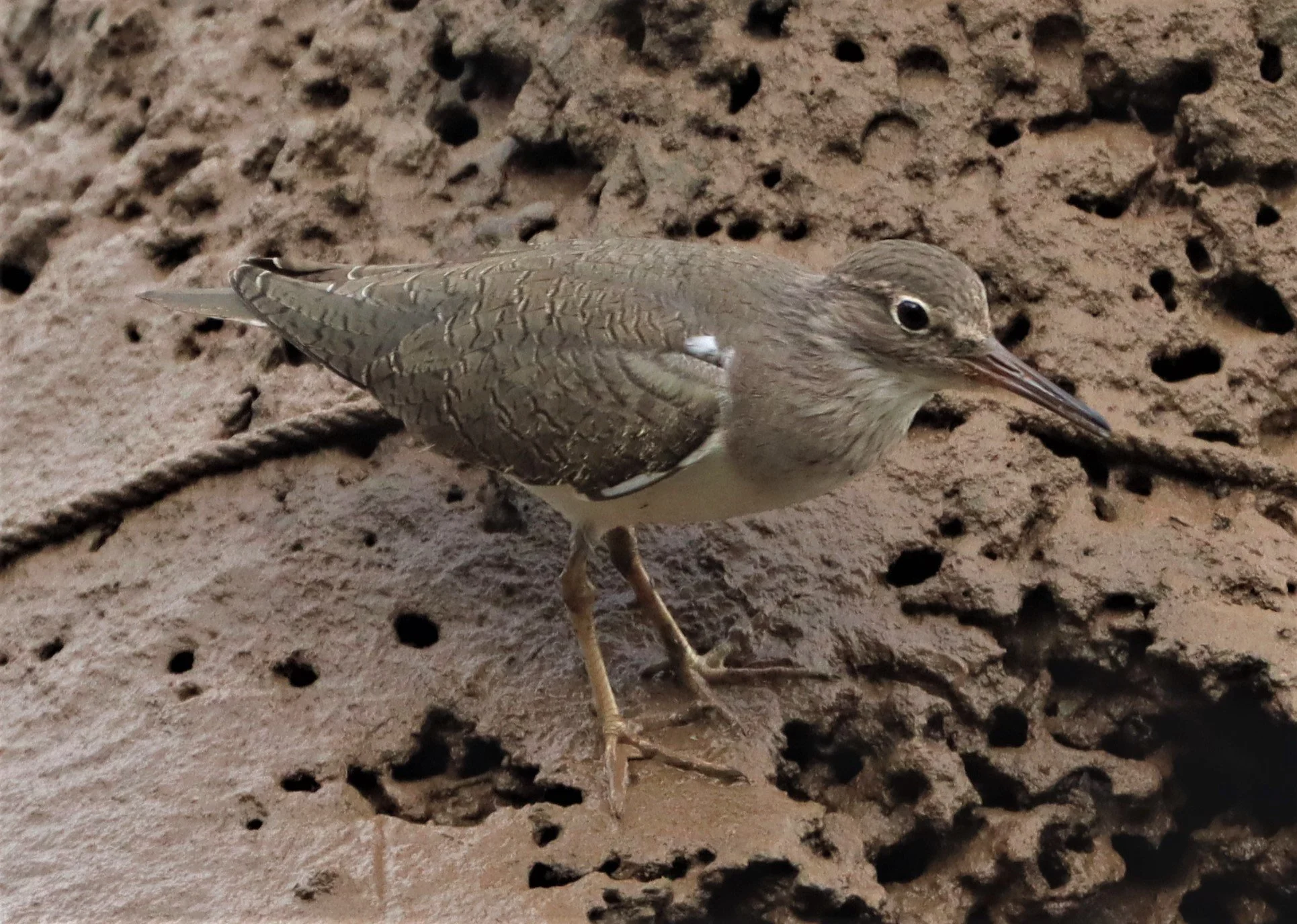 SANDPIPER - COMMON SANDPIPER - Actitus hypoleucos - AO PHANG NGA NATIONAL PARK (10).jpg