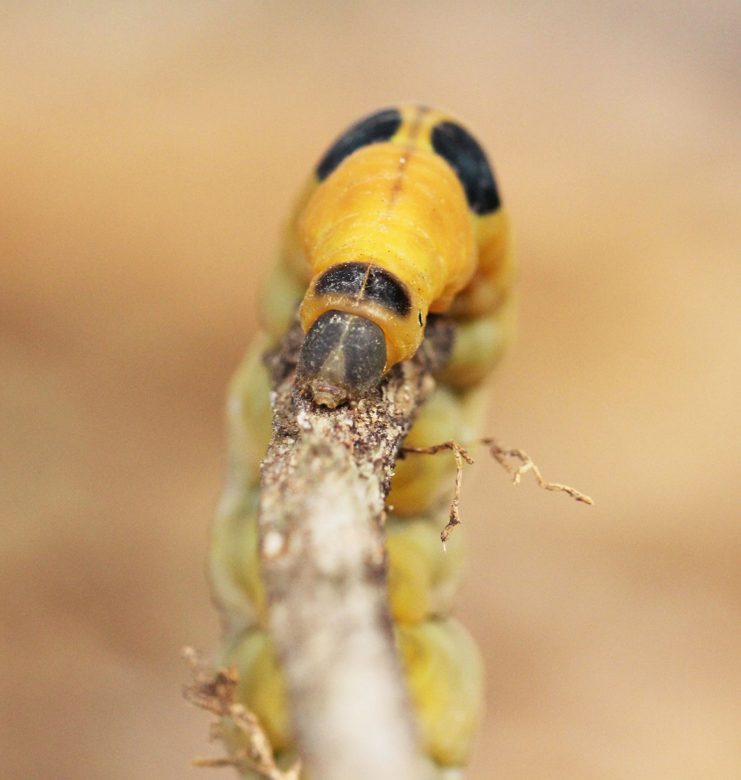 2014 Nakhon Ratchasima Korat Visit Taya and Kevin (186).JPG