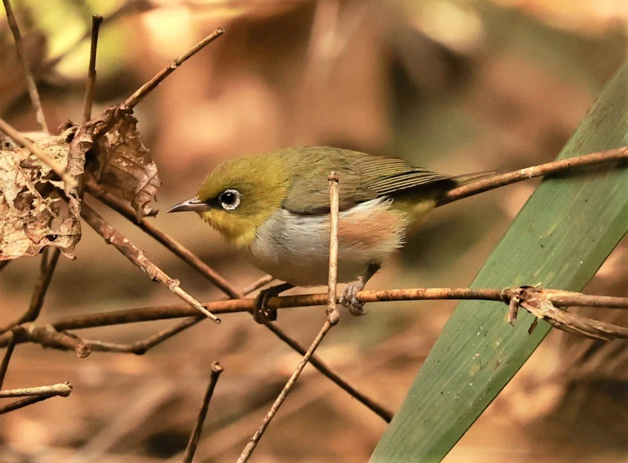 Chestnut-flanked White-eye (Zosterops erythropleurus) Phu Suan Sai NP, Loei Province Thailand (7).jpg