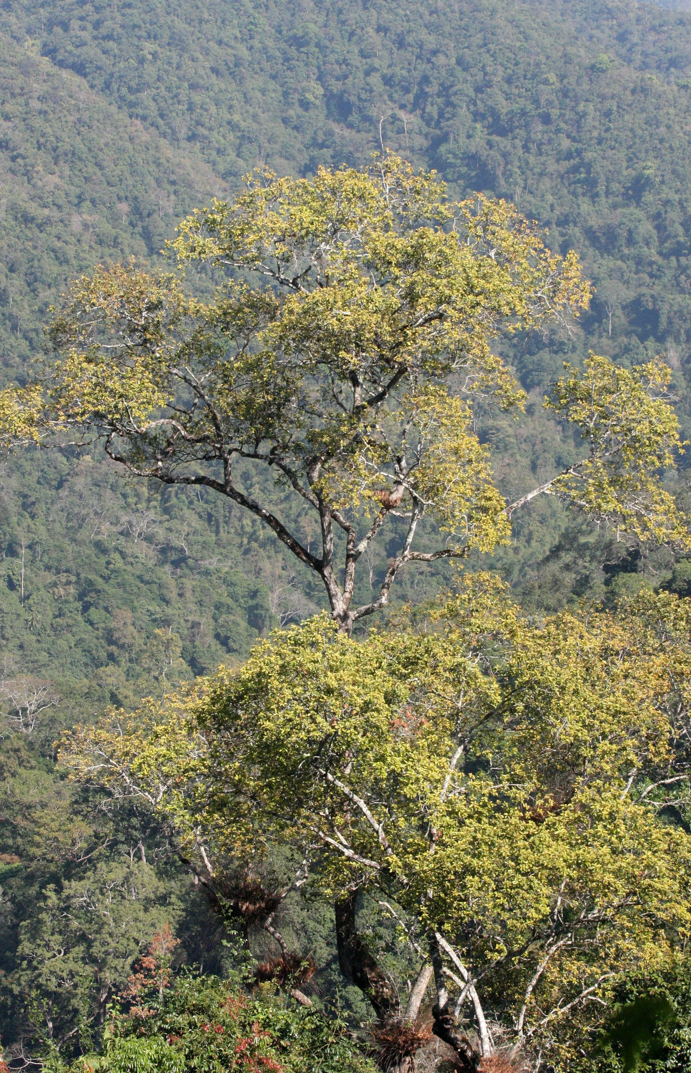 KAENG KRACHAN NATIONAL PARK THAILAND - FOREST SCENES (3).JPG