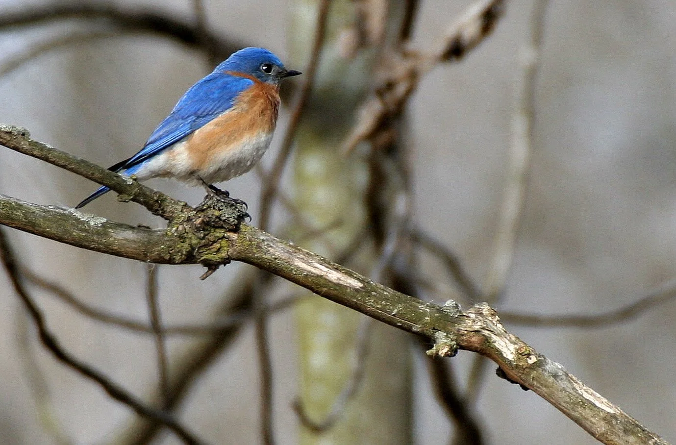 Eastern Bluebird (Sialia sialis) Lincoln Marsh Wheaton Illinois (18).jpg