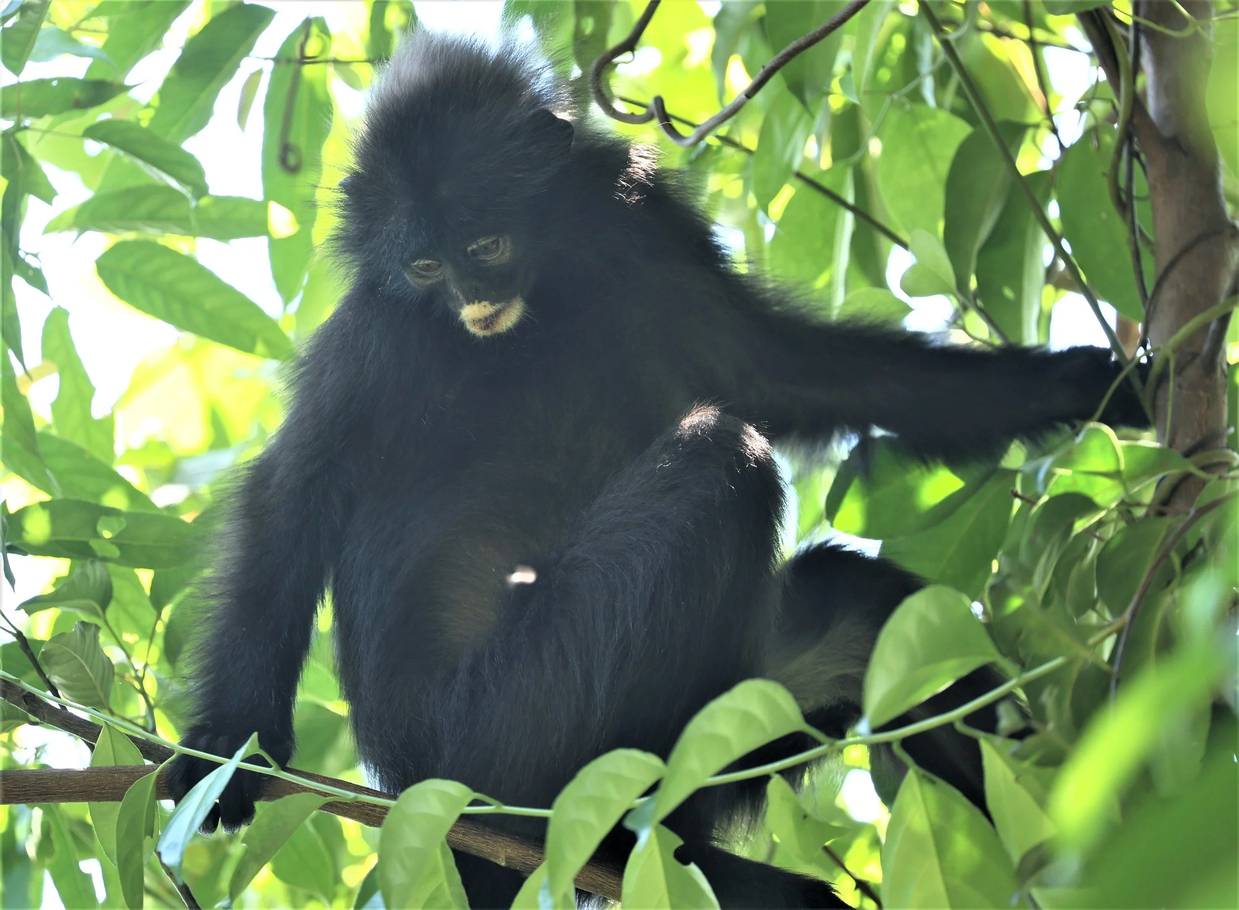CERCOPITHECIDAE - LANGUR - ROBINSON'S BANDED LANGURE - Presbytis robinsoni - PHANOEN THUNG KAENG KRACHAN FEB 22 (16).jpg