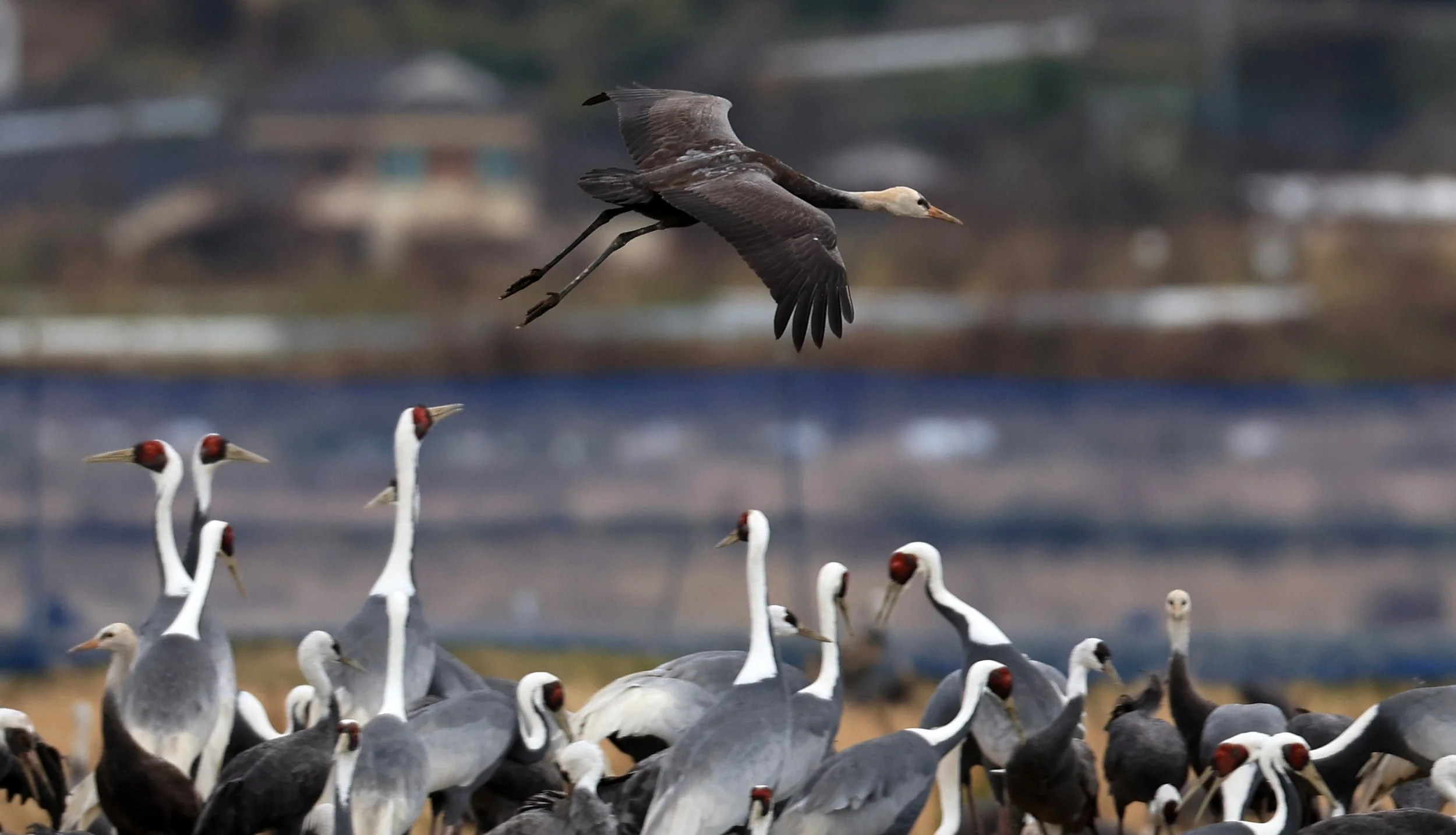 Hooded Crane (Grus monacha) & White-naped Crane - Izumi Crane Park & Center, Izumi Kagoshima Kyushu Japan (52).jpg