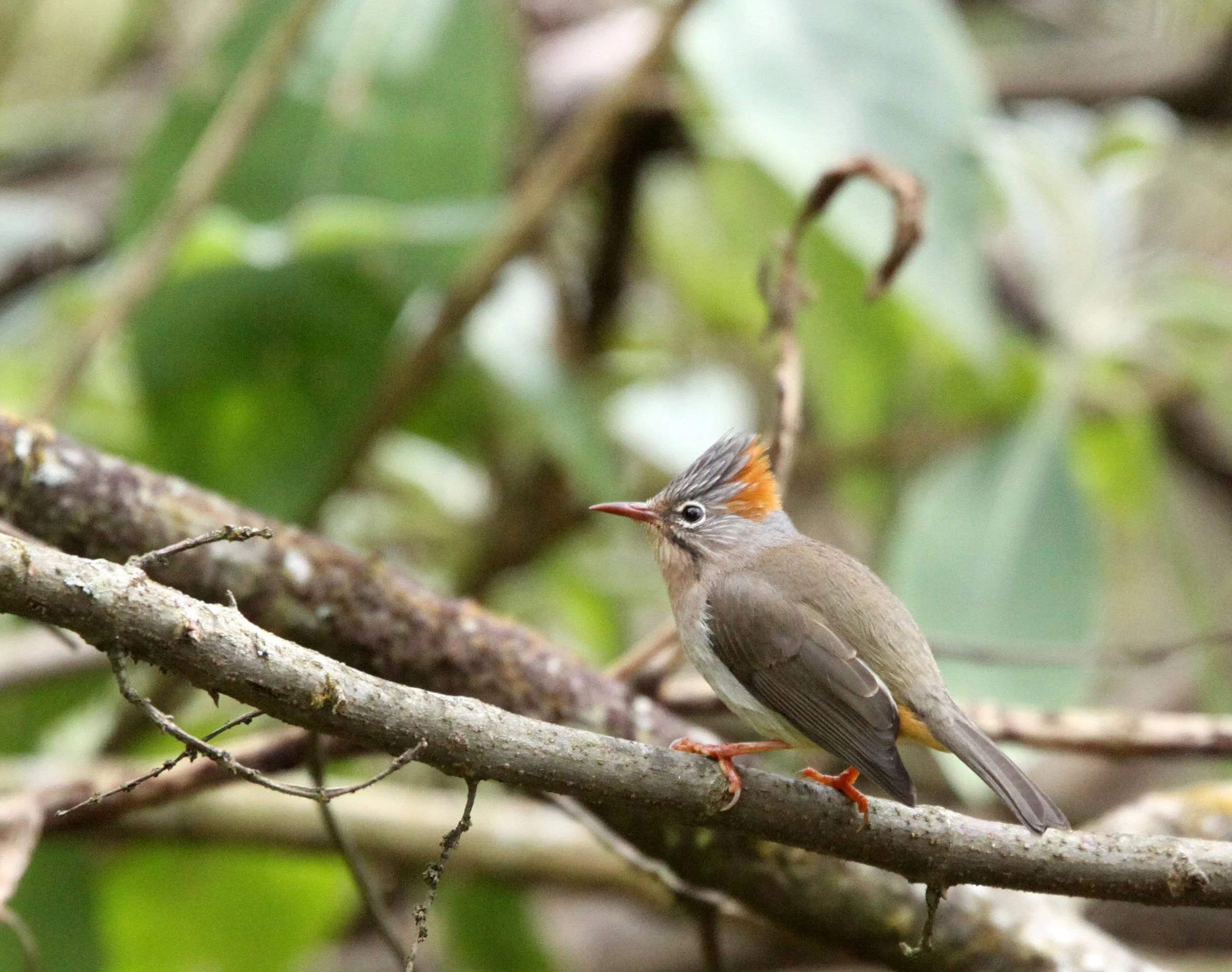 Rufous-vented Yuhina (Yuhina occipitalis) Wuliangshan Reserve, Yunnan China