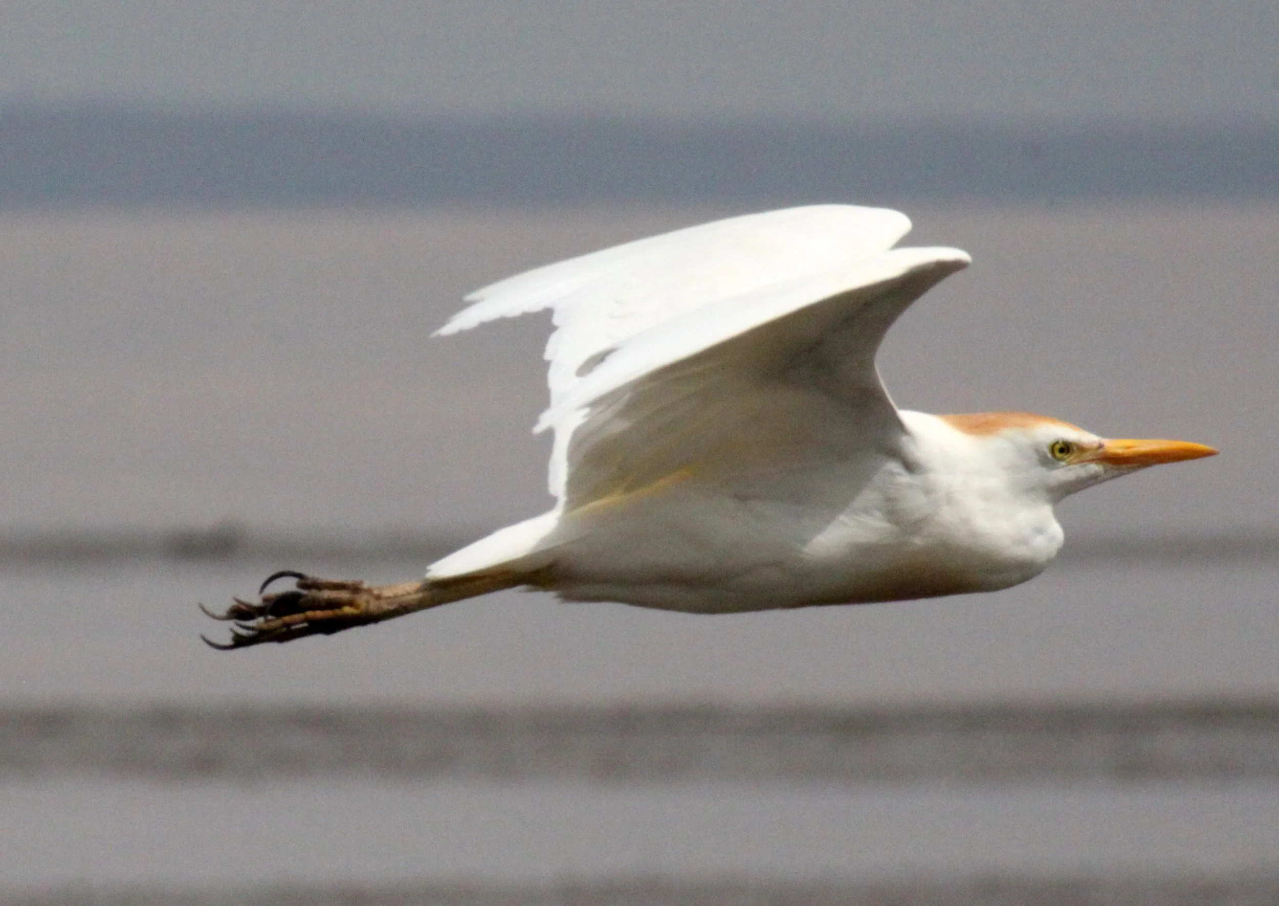 EGRET - CATTLE EGRET (EASTERN) - Bubulcus coromandus - LANGANO LAKE ETHIOPIA (13).JPG