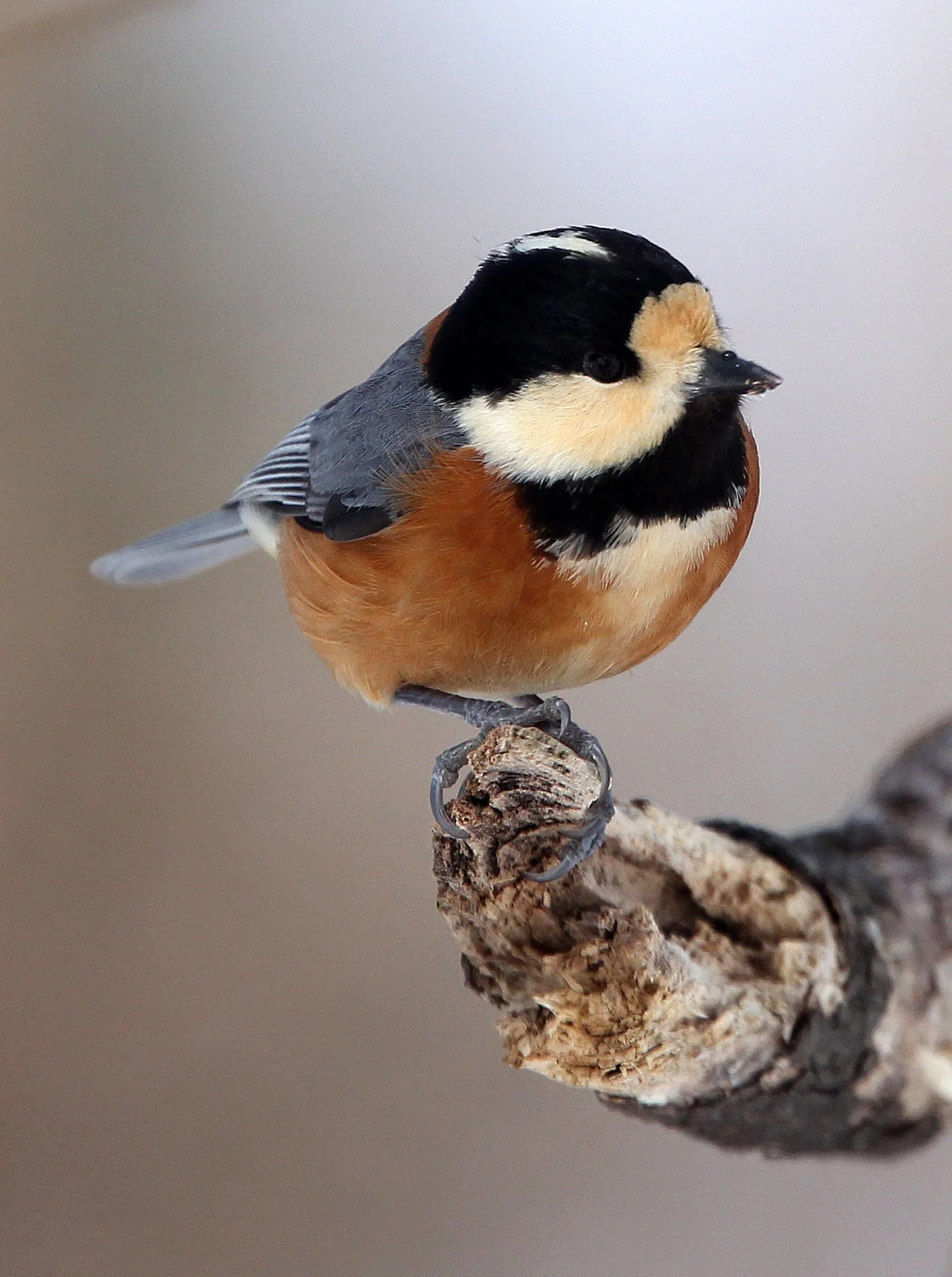 Varied Tit (Sittiparus varia) Kinohiroba Park, Abashiri Hokkaido, Japan (8).JPG