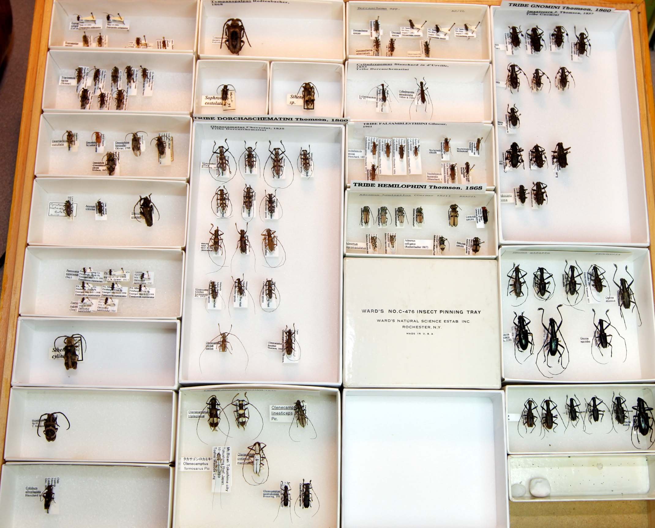 14 Lamiinae - Desmiphorini - Gnomini.JPG