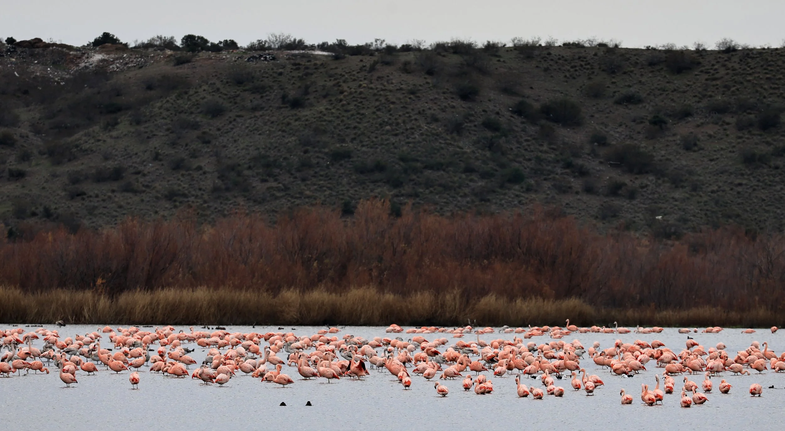 Chilean Flamingo (Phoenicopterus chilensis) Lagunas del Ornitólogo, Trelew Argentina (70).jpg