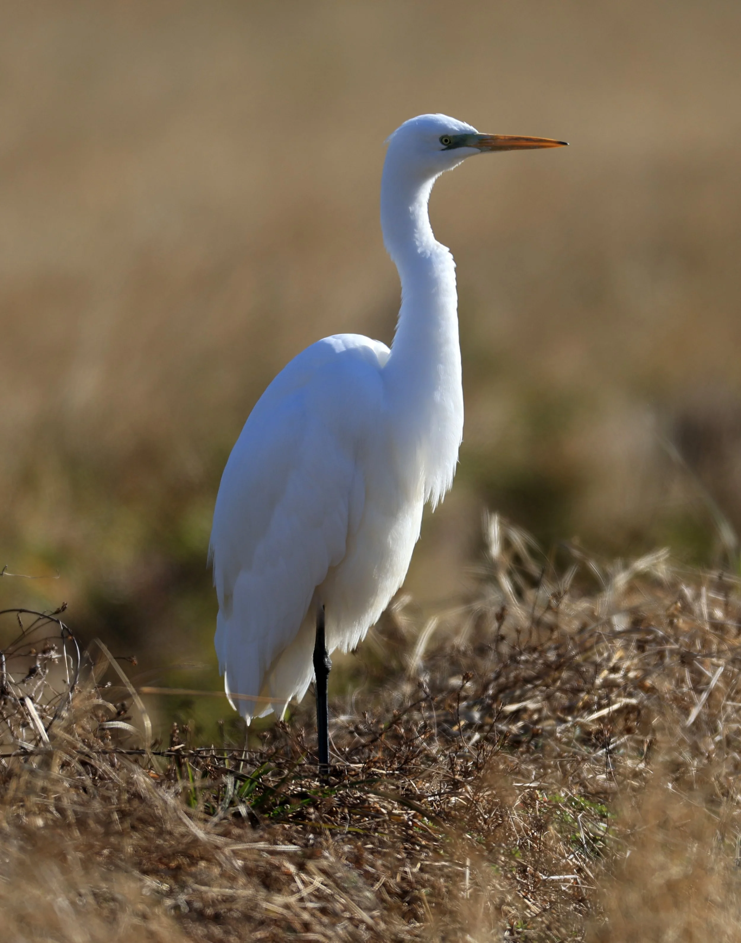 Eastern Great Egret (Subspecies Ardea alba modesta) Izumi Crane Center and Fields Izumi Kagoshima Japan (104).jpg