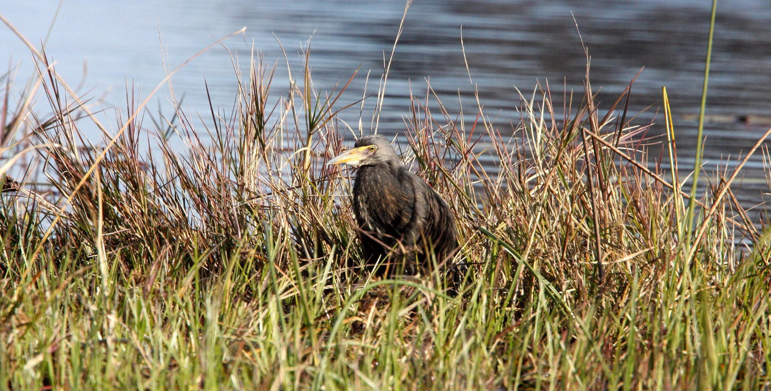 HERON - RUFOUS-BELLIED HERON - Ardeola rufiventris - KHWAI CAMP OKAVANGO BOTSWANA (4).JPG