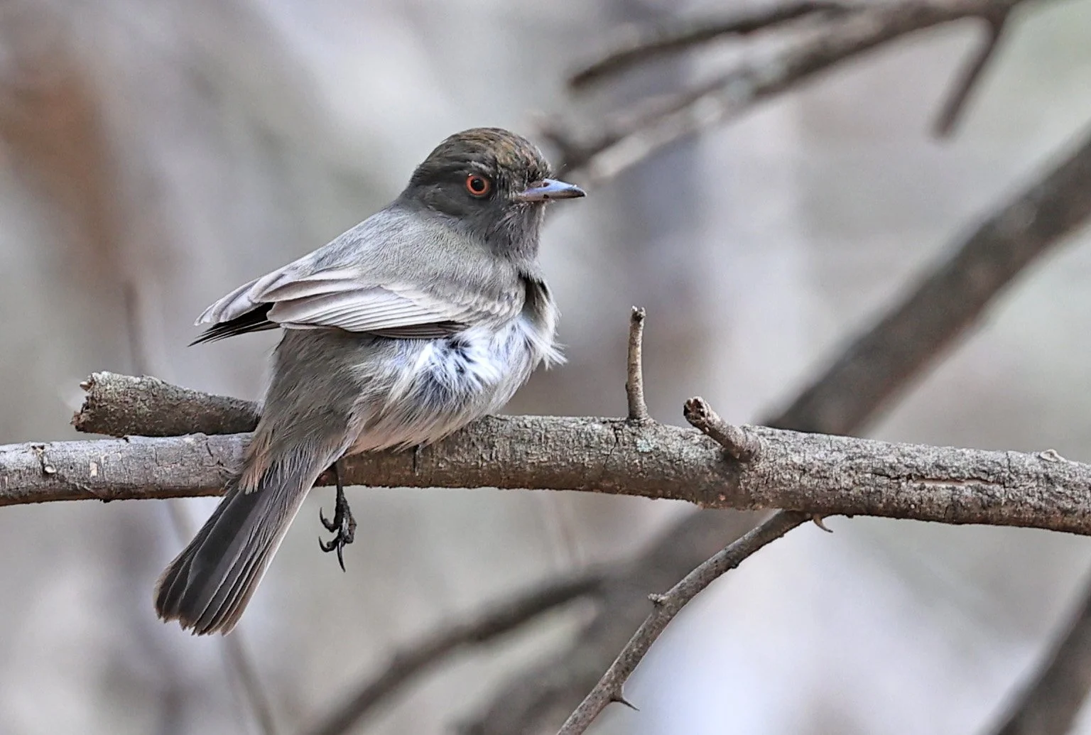 Cinereous Tyrant (Knipolegus striaticeps) Neuland Mennonite Colony Paraguay (4).jpg