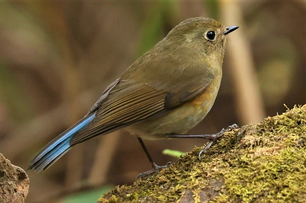 BLUETAIL - HIMALAYAN BLUETAIL - Tarsiger rufilatus - DOI SAN JU (DOI LANG WEST) FEB 2022 (4).jpg
