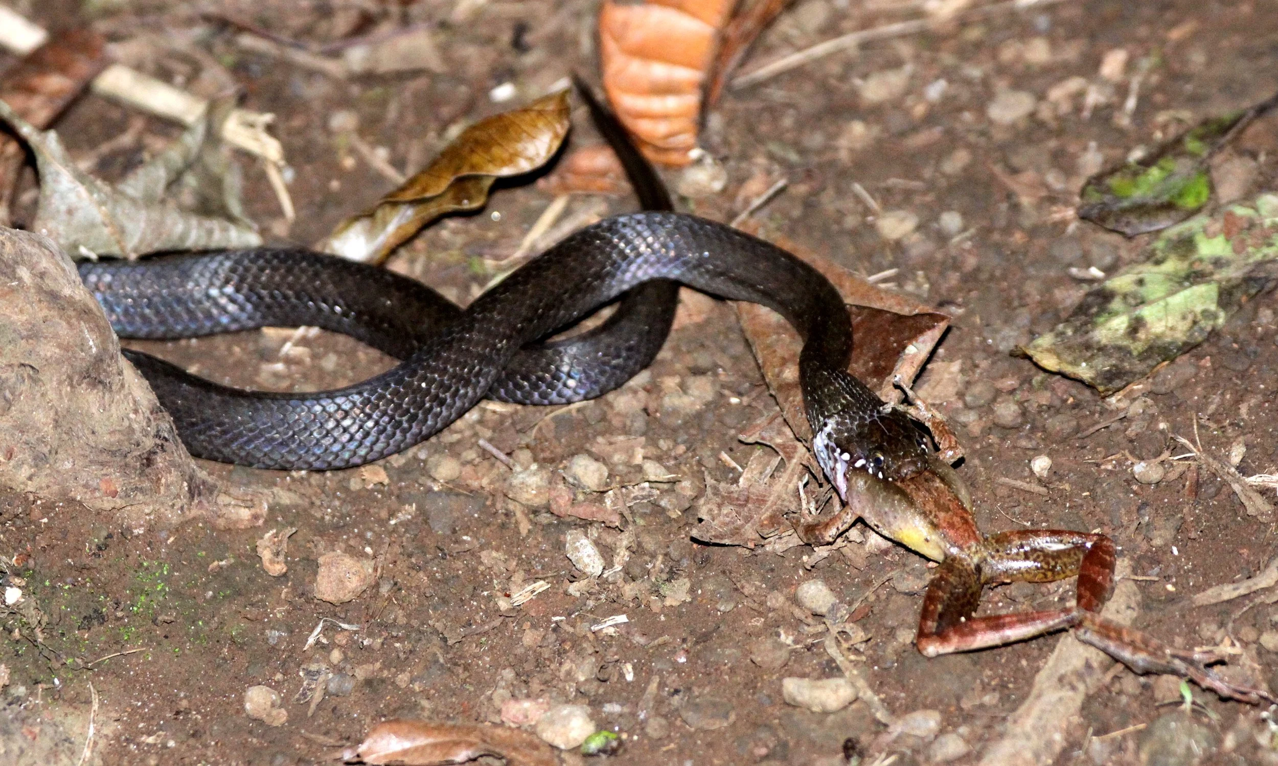 Madagascar Big-head Snake (Compsophis albiventris) Amber Mountain NP, Madagascar