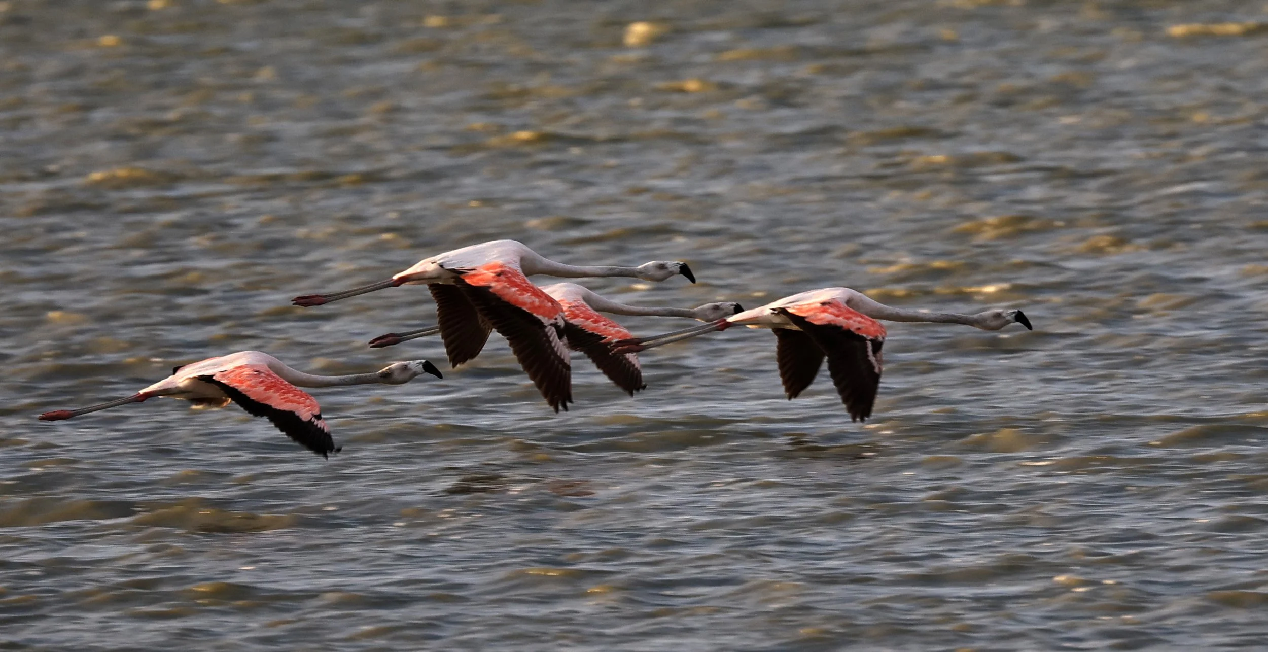 Chilean Flamingo (Phoenicopterus chilensis) Chaco Lodge & Laguna Salada Paraguay (82).jpg