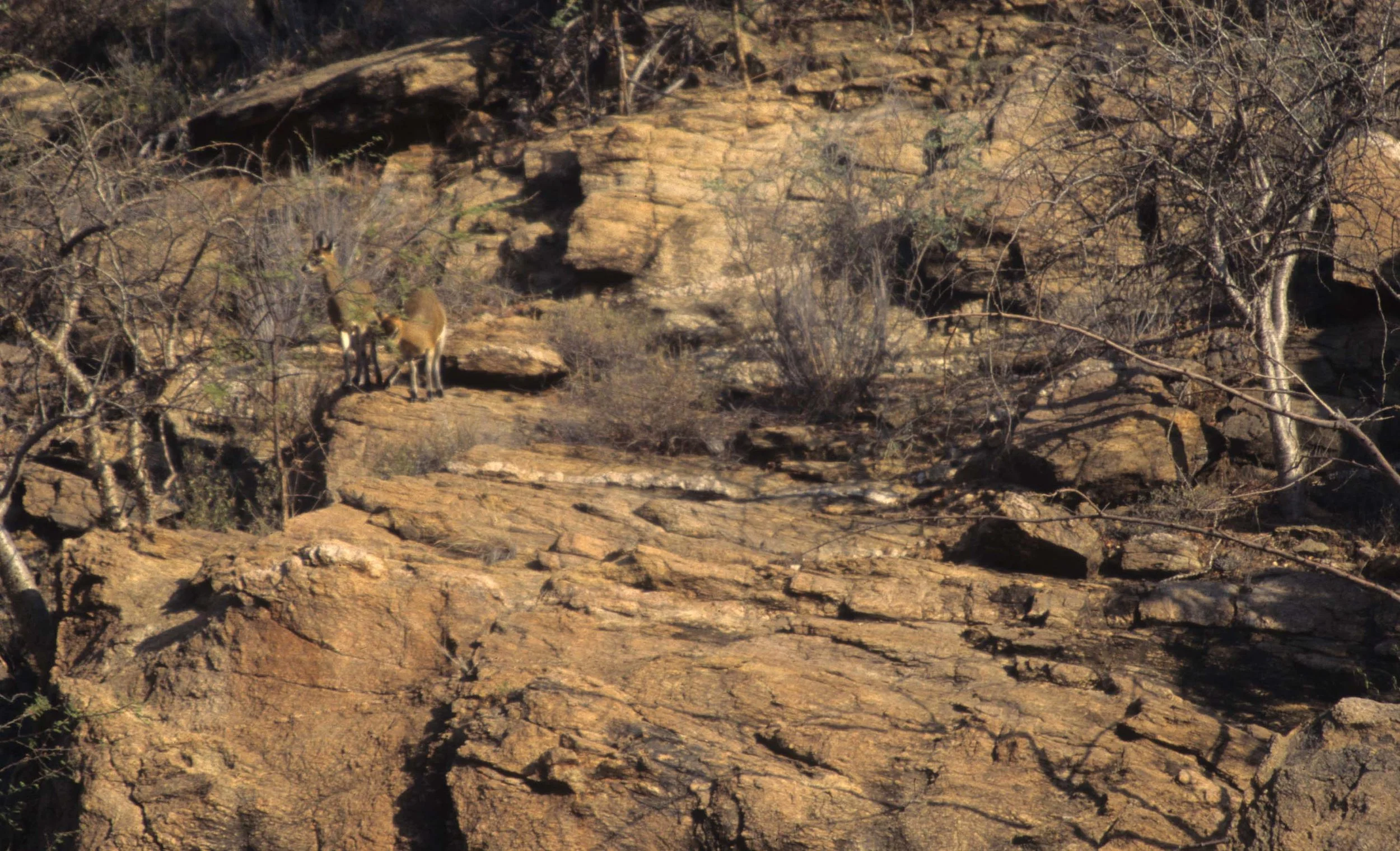 BOVID - KLIPSPRINGER - SHABA (3).jpg