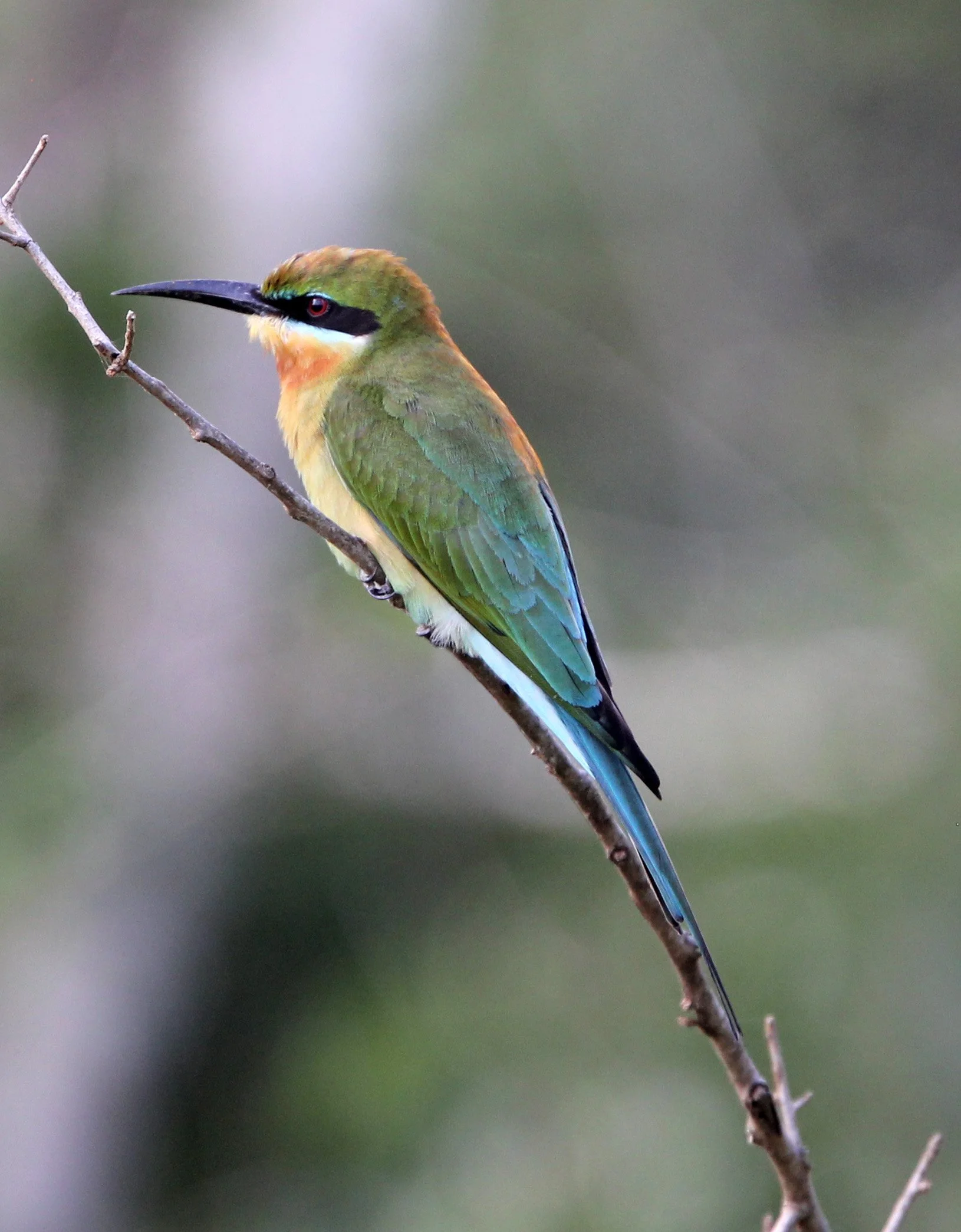 BIRD - BEE-EATER - BLUE-TAILED BEE-EATER - YALA NATIONAL PARK SRI LANKA (1).JPG