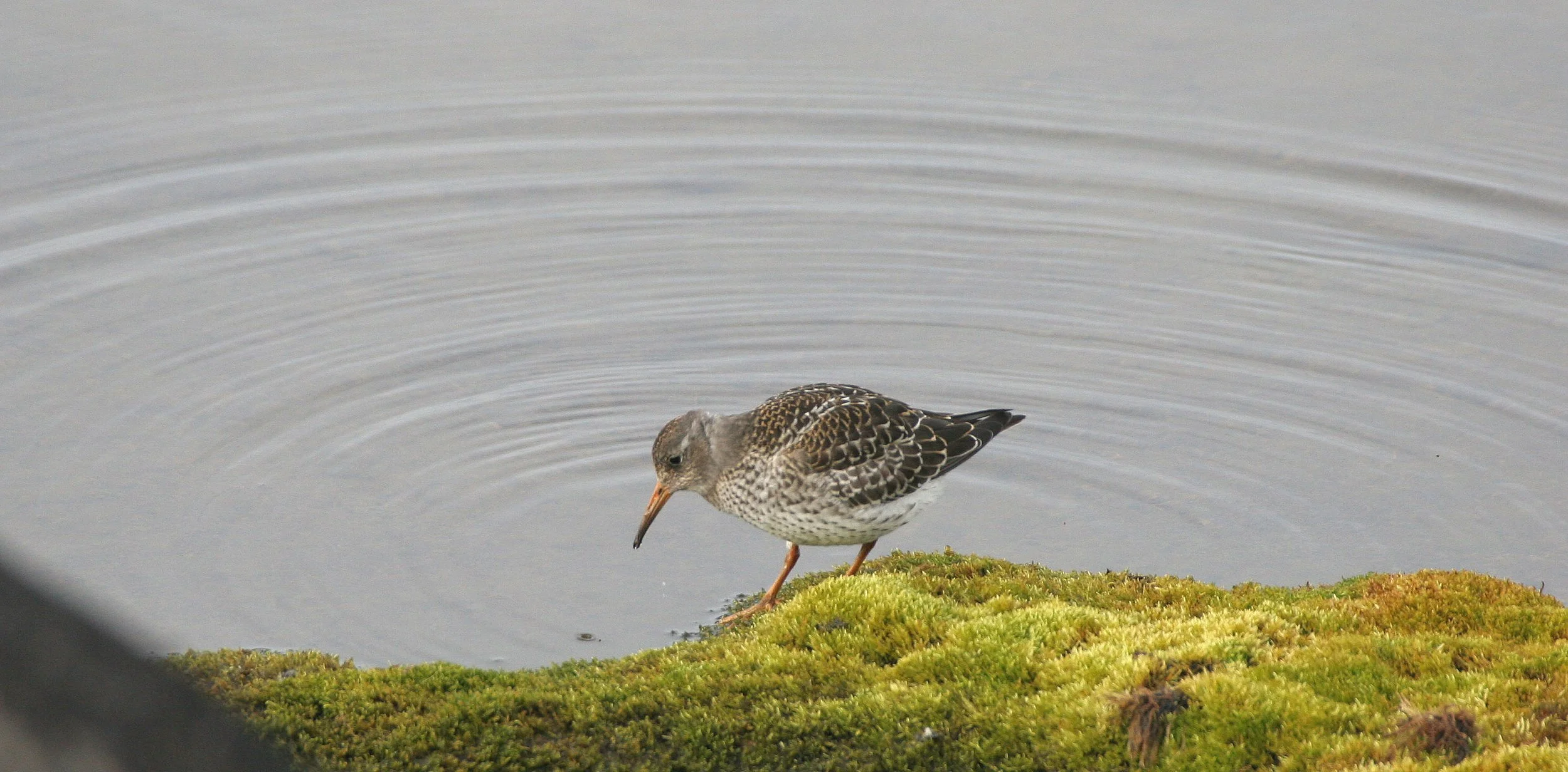 BIRD - SANDPIPER - PURPLE SANDPIPER - SVALBARD (15).jpg